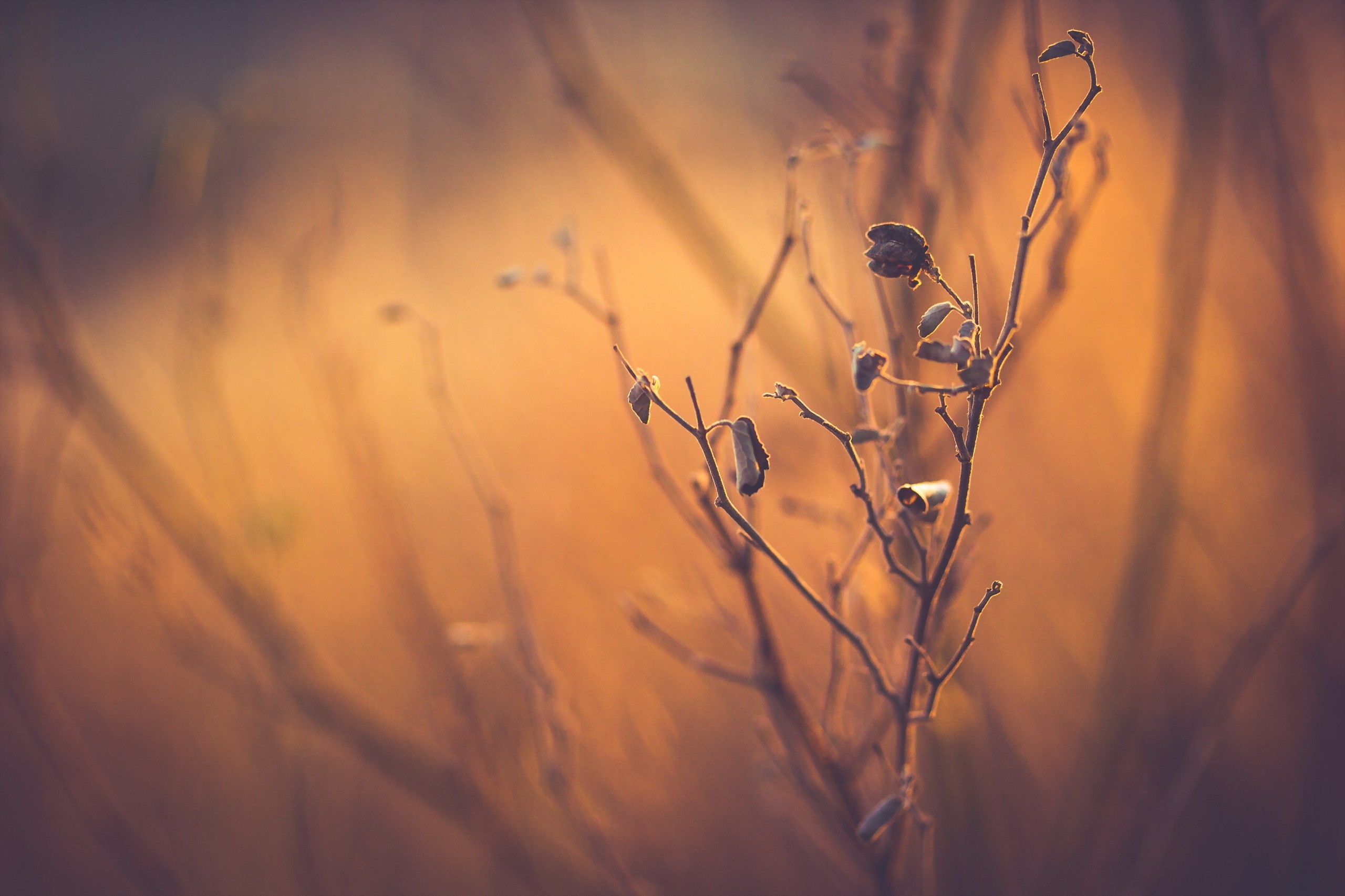 plants, nature, HD Wallpaper