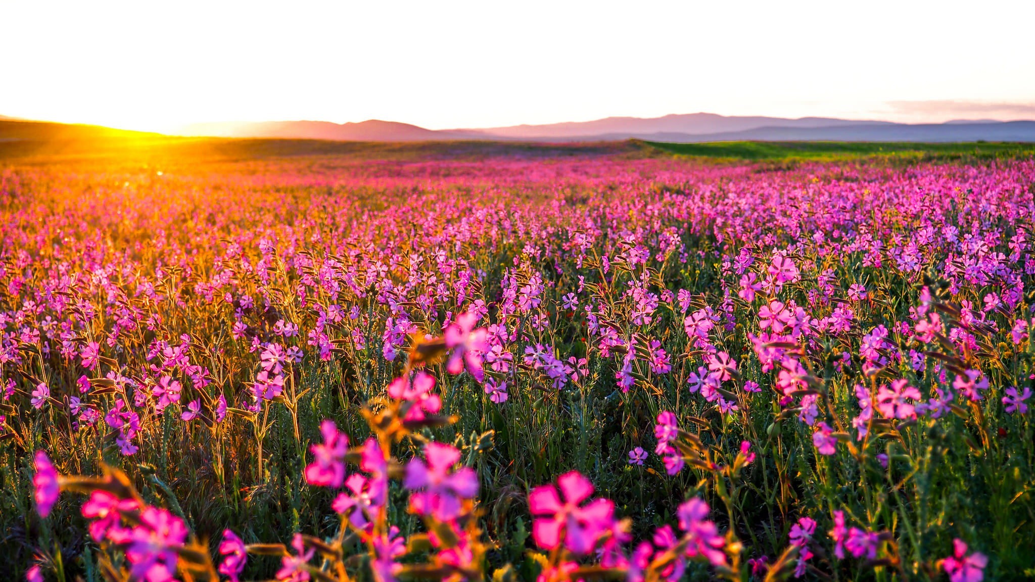 flowers, landscape, nature, HD Wallpaper