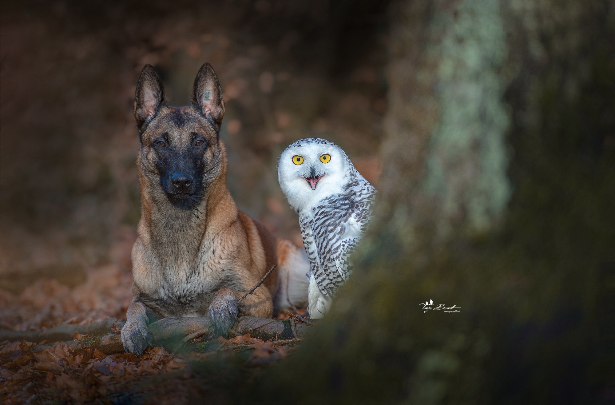 german shepherd, animals, dog, owl, photography, HD Wallpaper