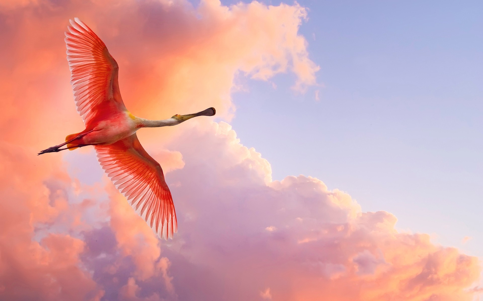 pelican, birds, pink, sky, wings, flying, HD Wallpaper