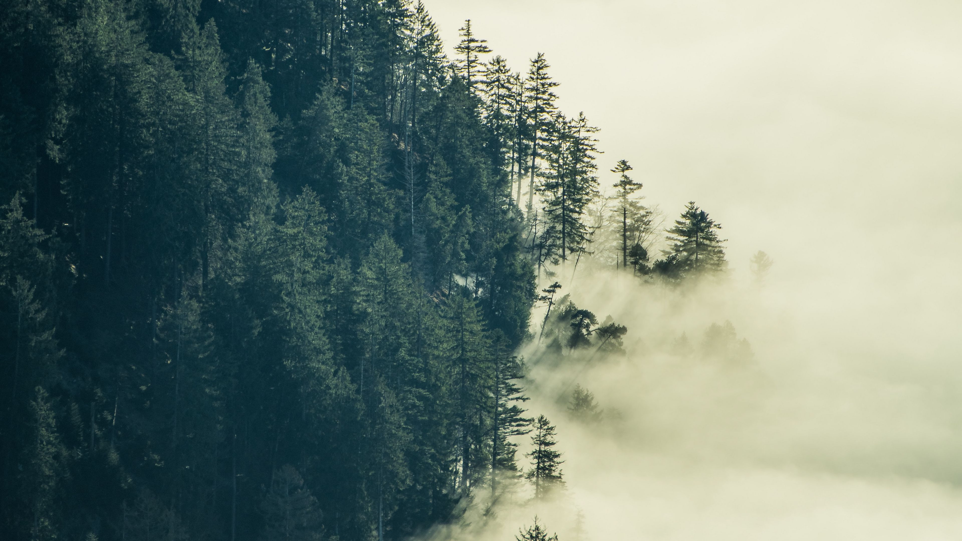 forest, fog, clouds, trees, 4k, HD Wallpaper