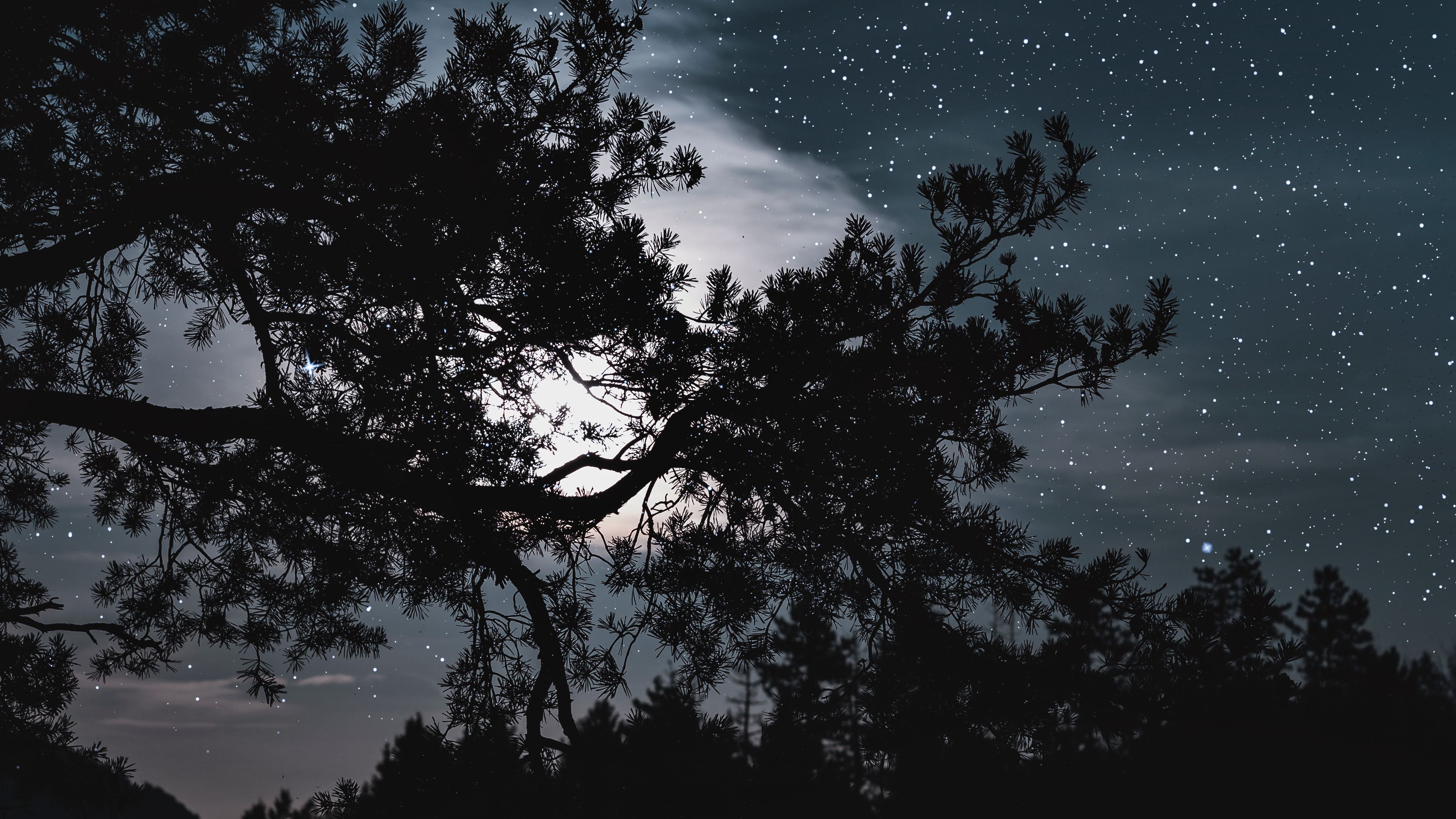 trees, starry sky, stars, night, clouds, 4k, HD Wallpaper