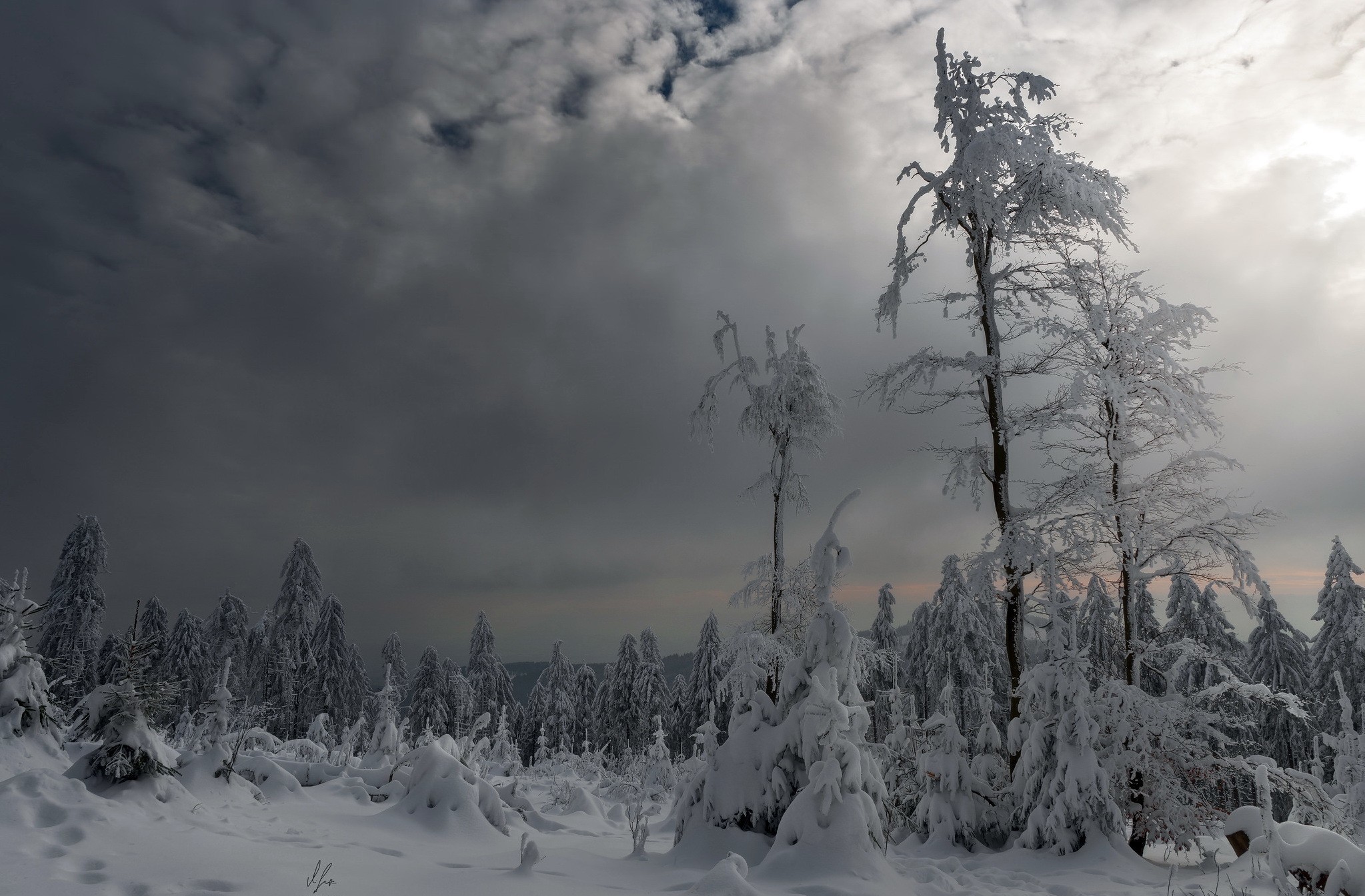 winter, trees, snow, nature, HD Wallpaper