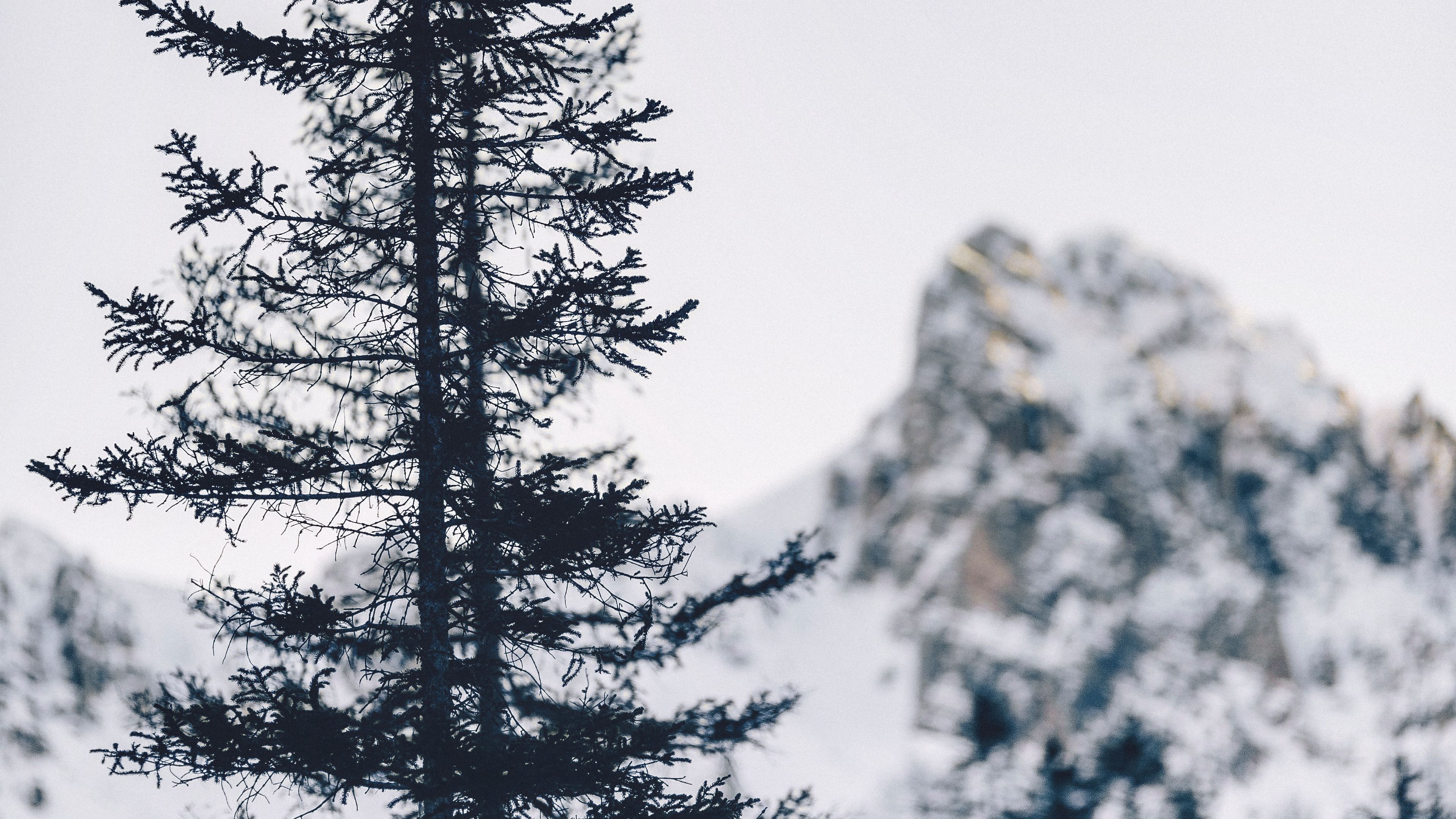 tree, mountain, winter, 4k, HD Wallpaper