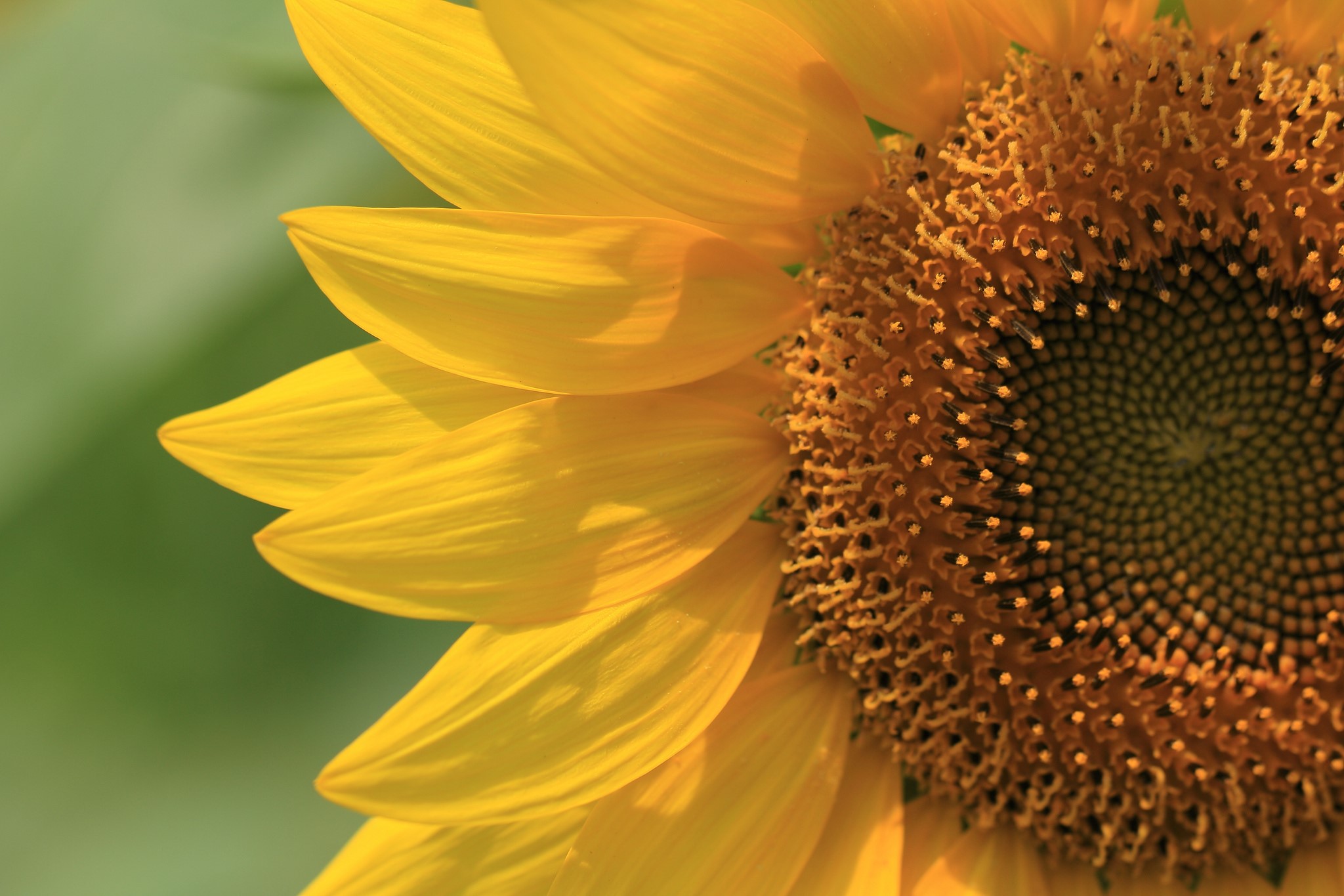 sunflower, close, photography, flowers, HD Wallpaper