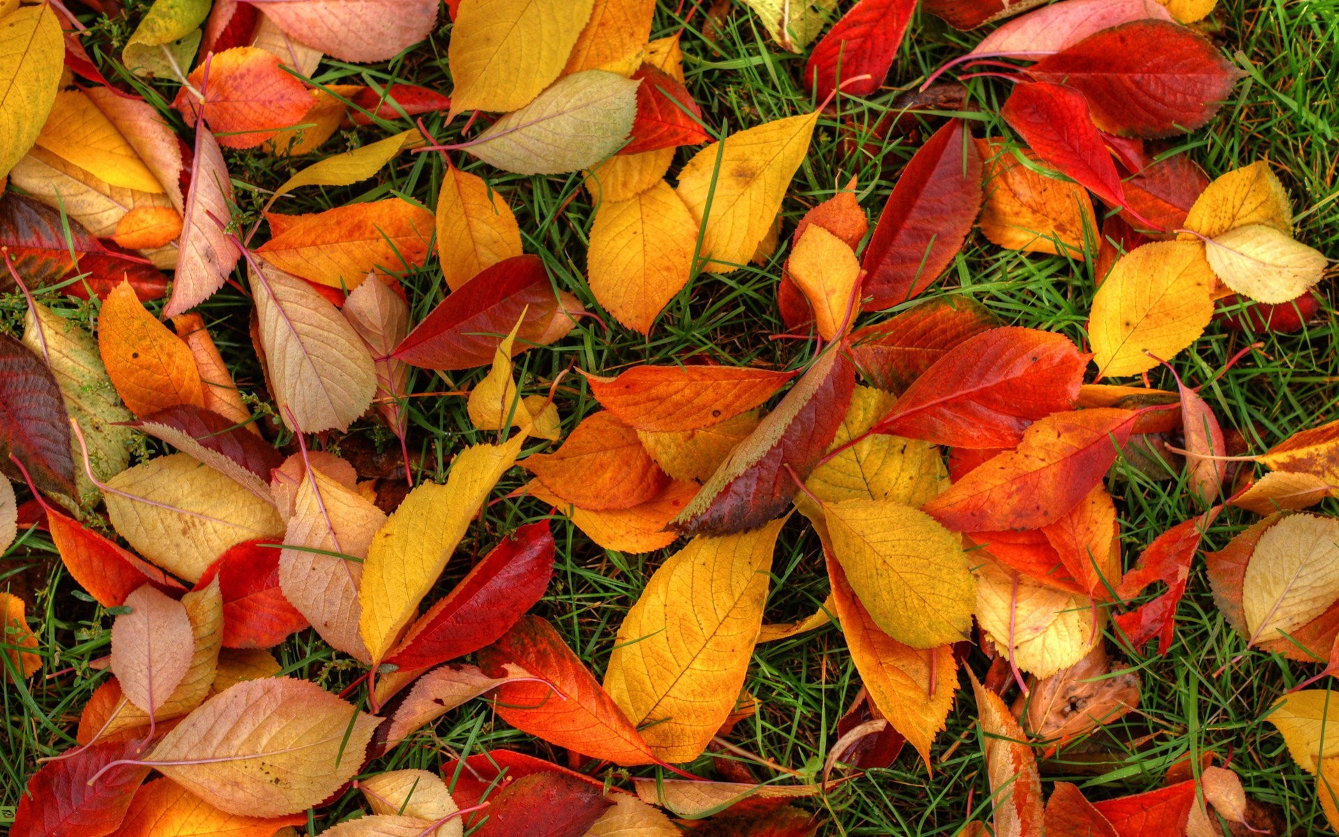 autumn, leaves, nature, HD Wallpaper