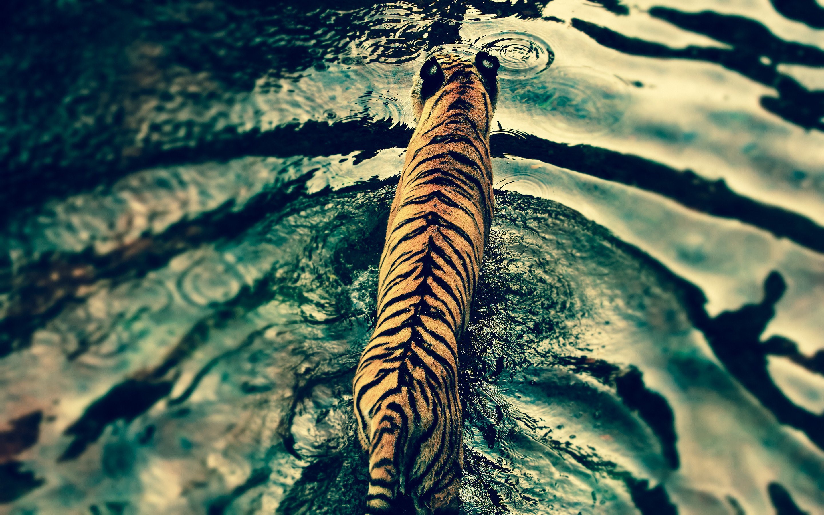 animals, tiger, predator, HD Wallpaper