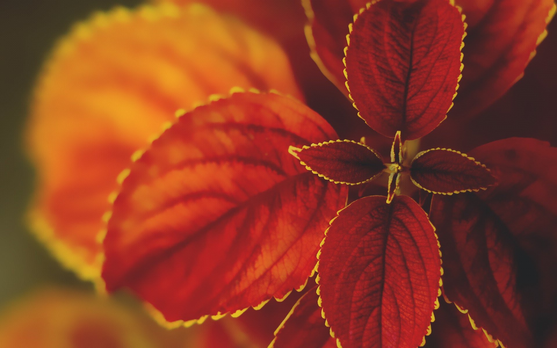 nature, flowers, macro, HD Wallpaper