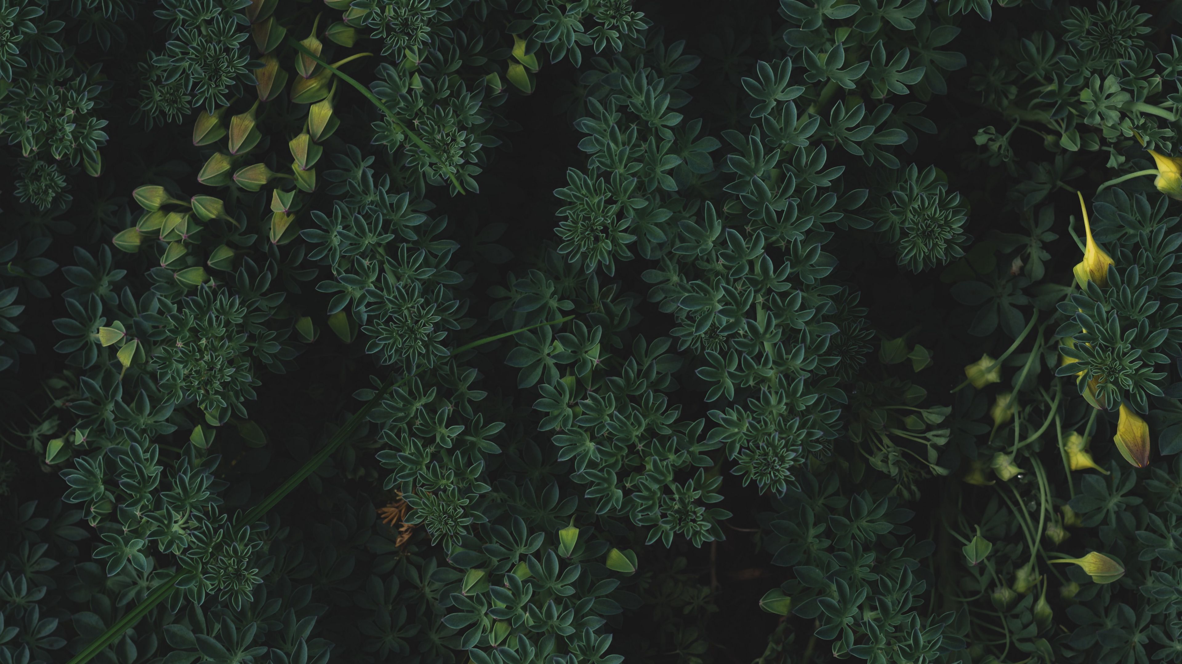 plants, leaves, green, vegetation, 4k, HD Wallpaper