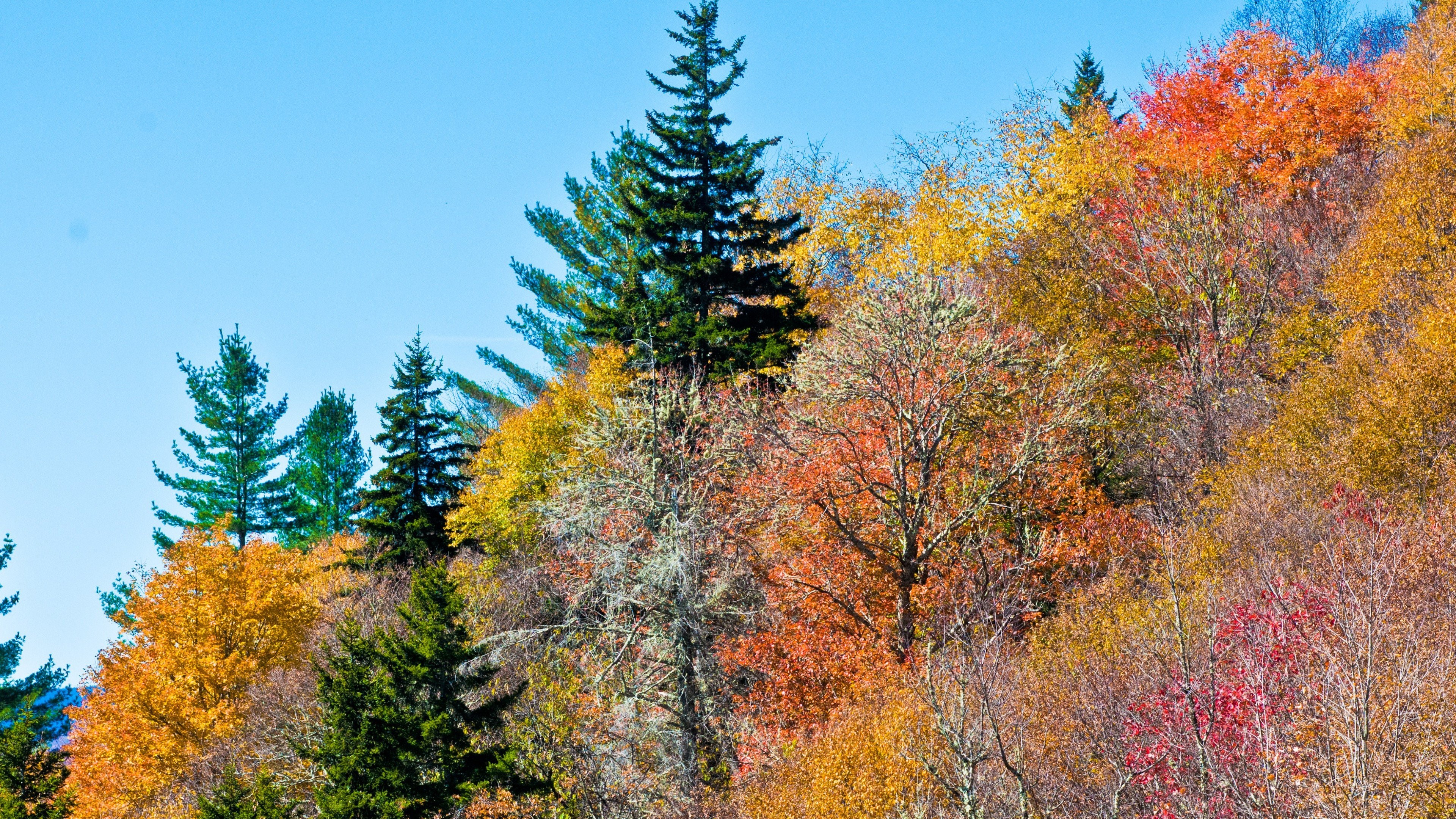 colorful, trees, nature, HD Wallpaper