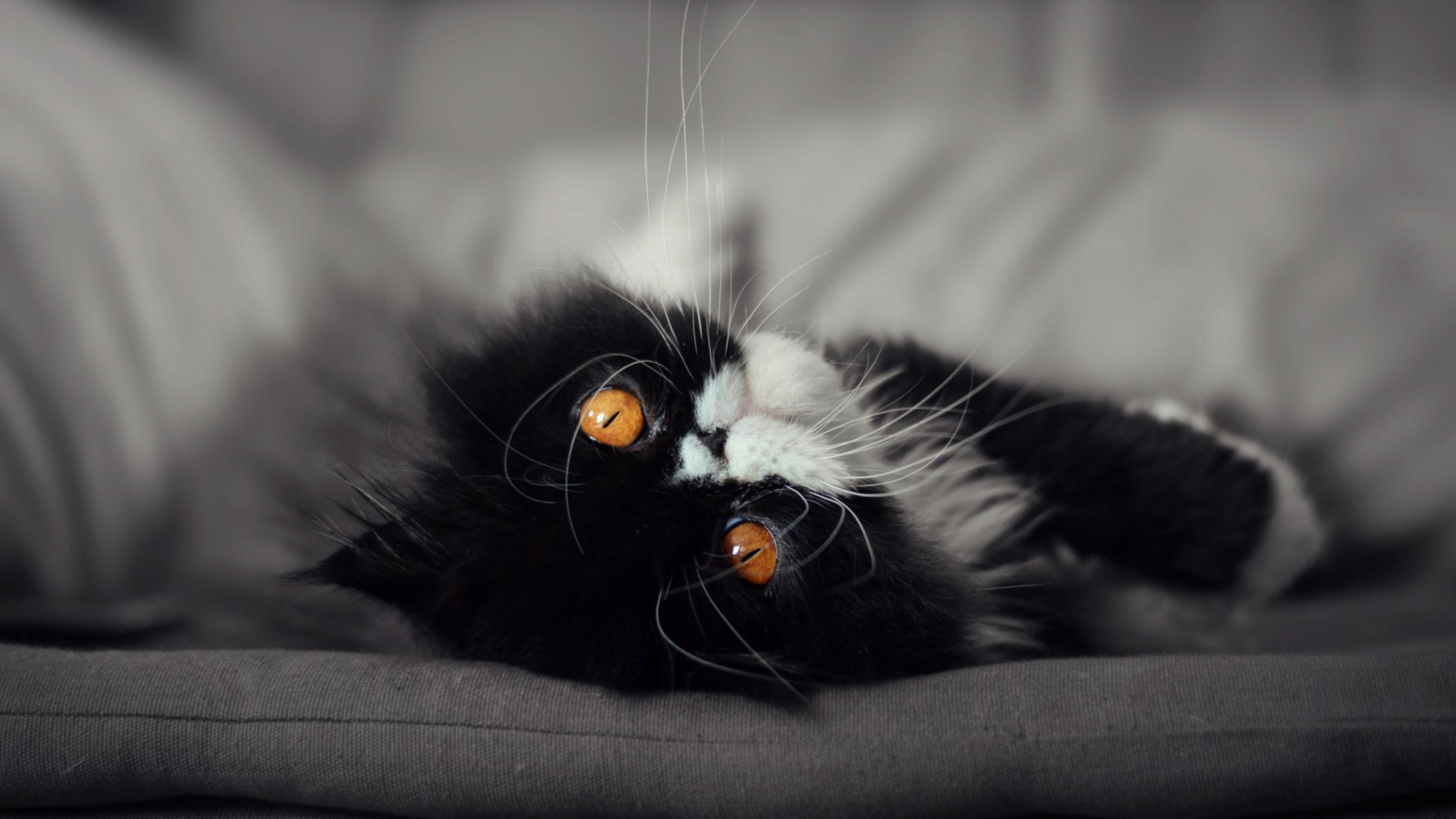 cat, eyes, animals, black, HD Wallpaper
