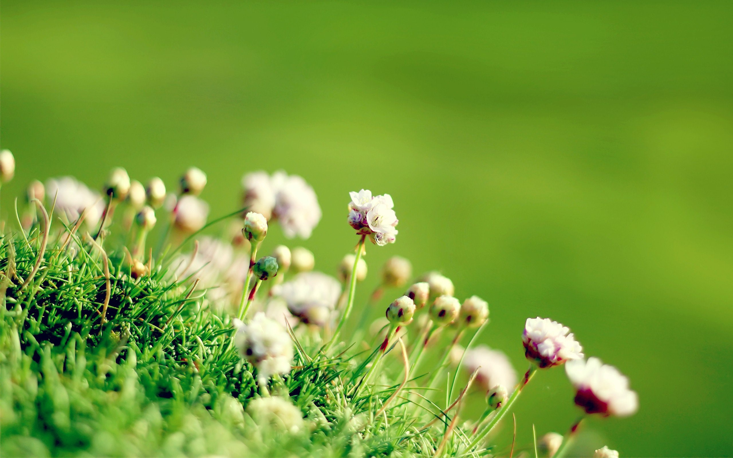 nature, green, hd, HD Wallpaper