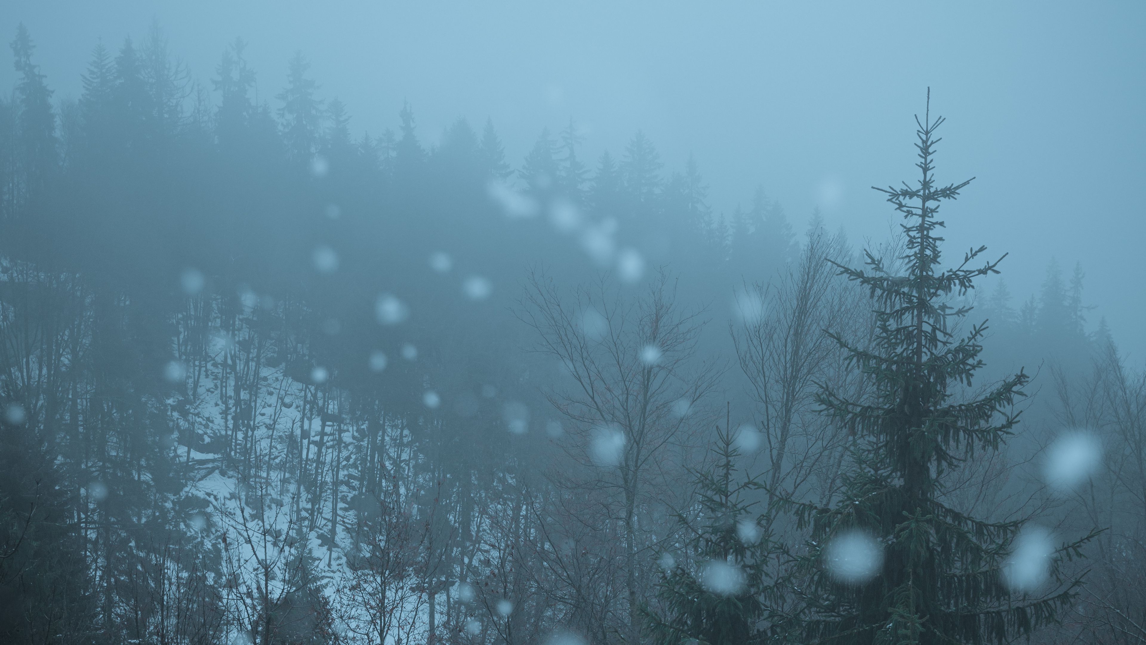 forest, trees, fog, glare, bokeh, 4k, HD Wallpaper