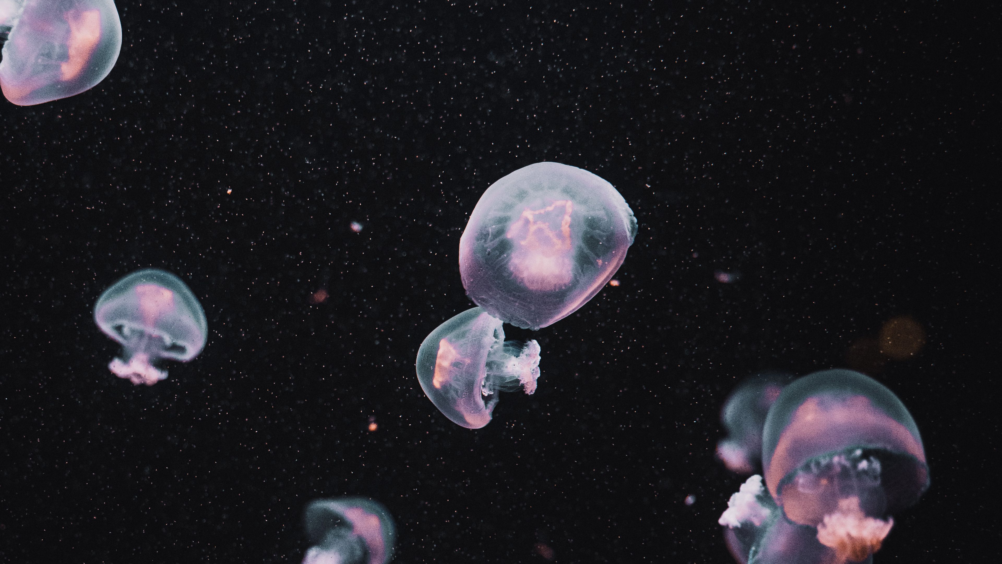 jellyfish, underwater world, dark, aesthetics, 4k, HD Wallpaper