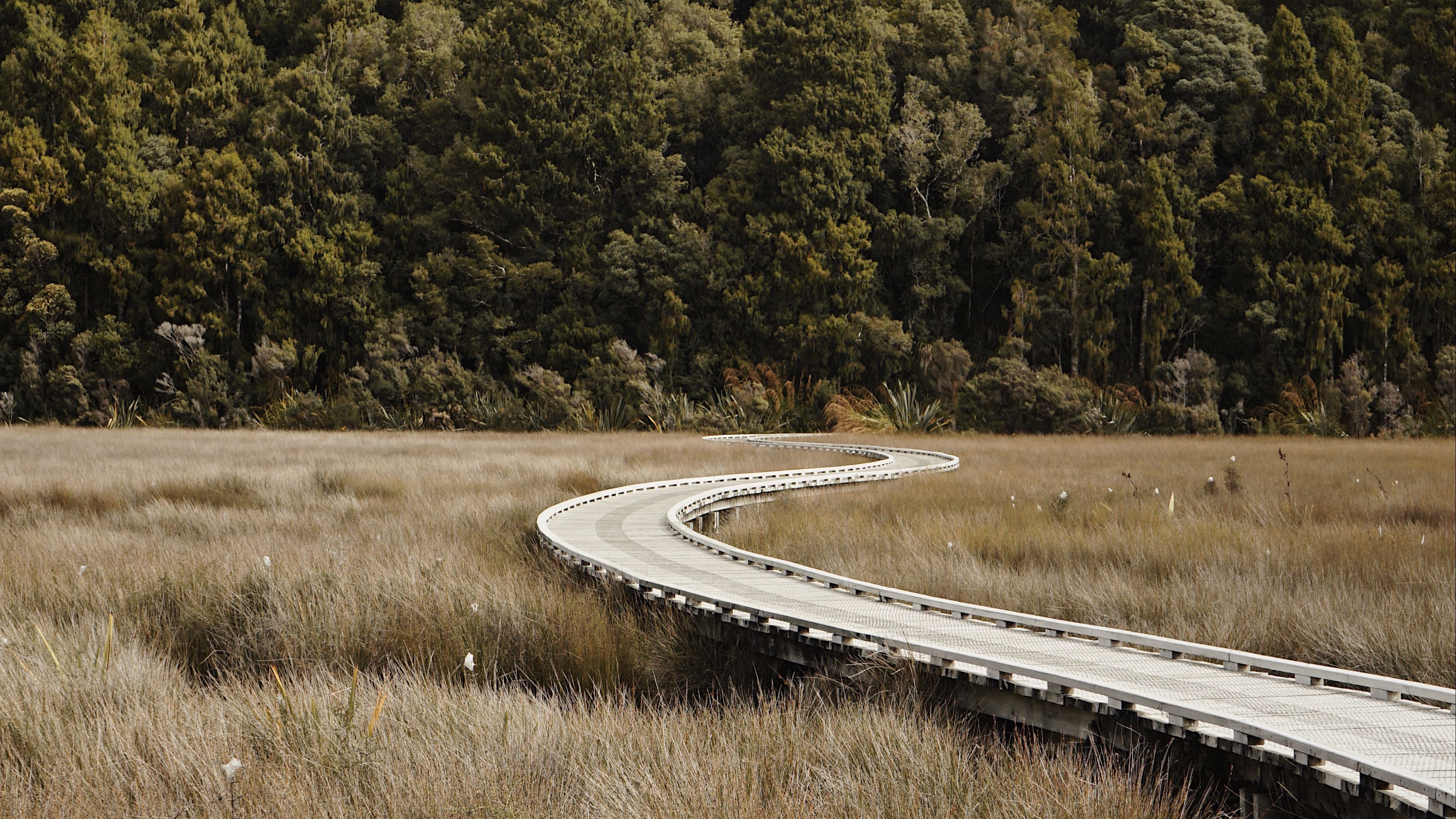 road, forest, grass, turn, 4k, HD Wallpaper