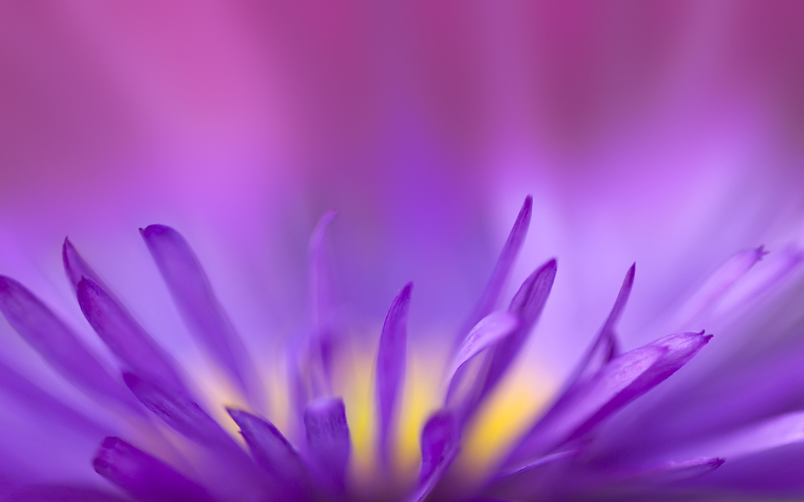 purple, flowers, HD Wallpaper