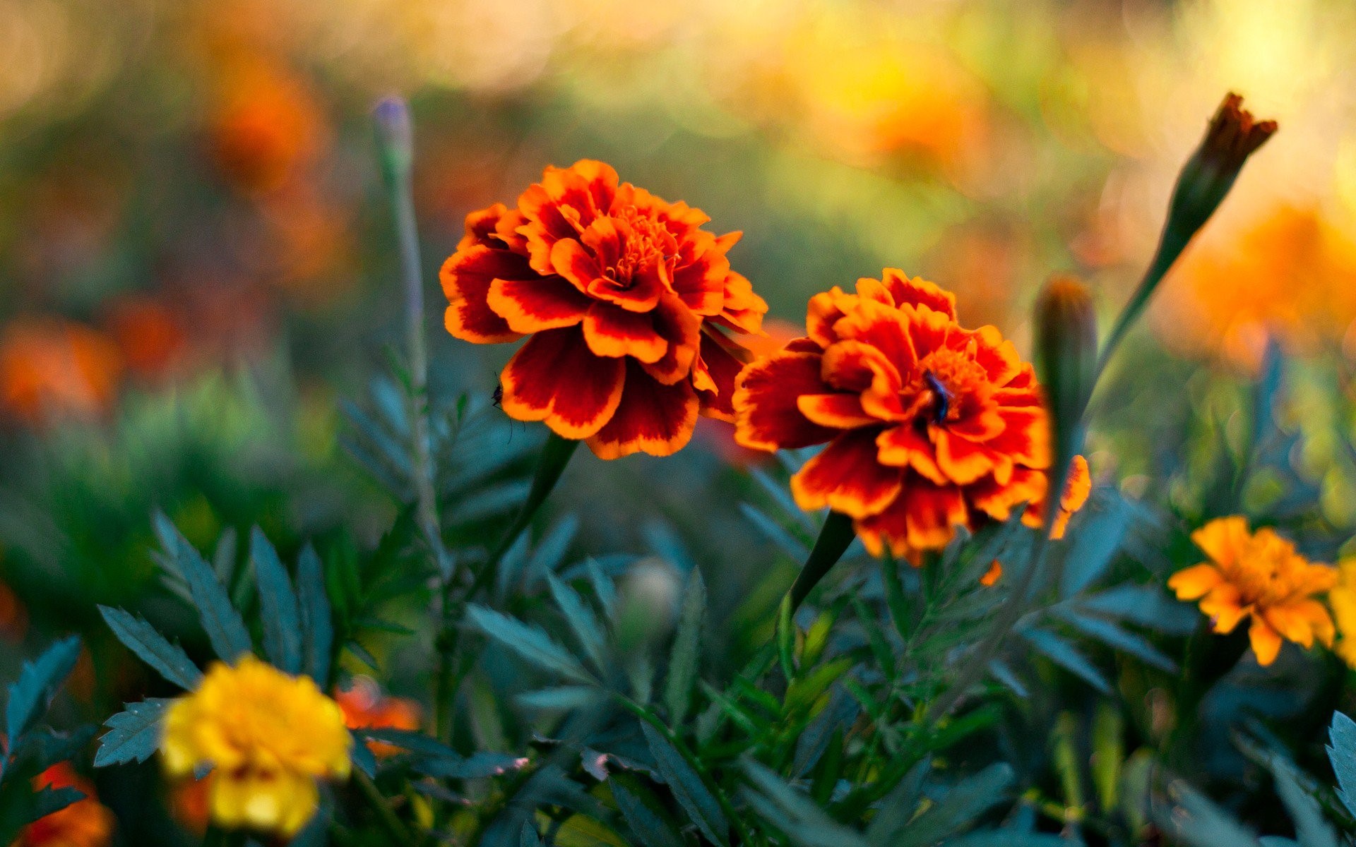 flowers, hd, nature, HD Wallpaper