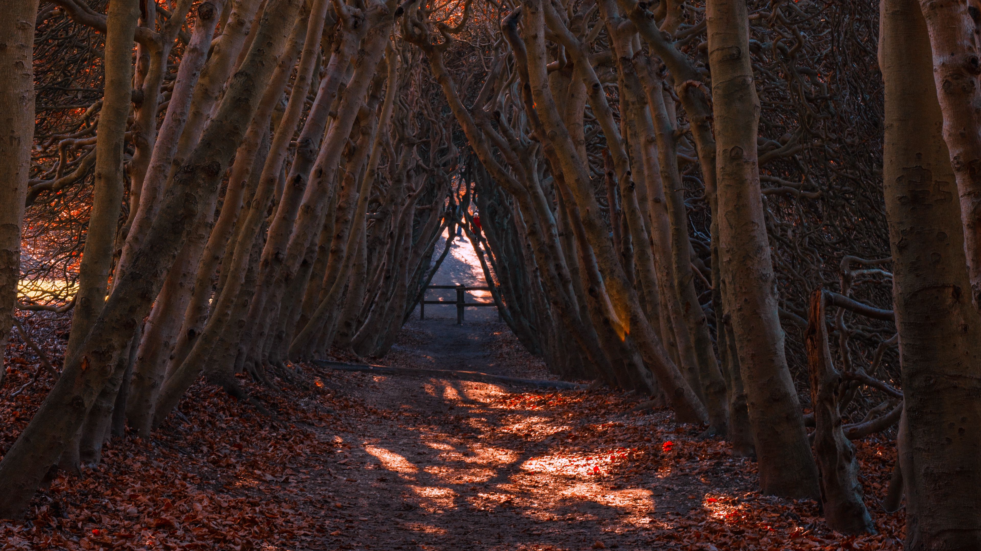 forest, branches, arch, autumn, 4k, HD Wallpaper