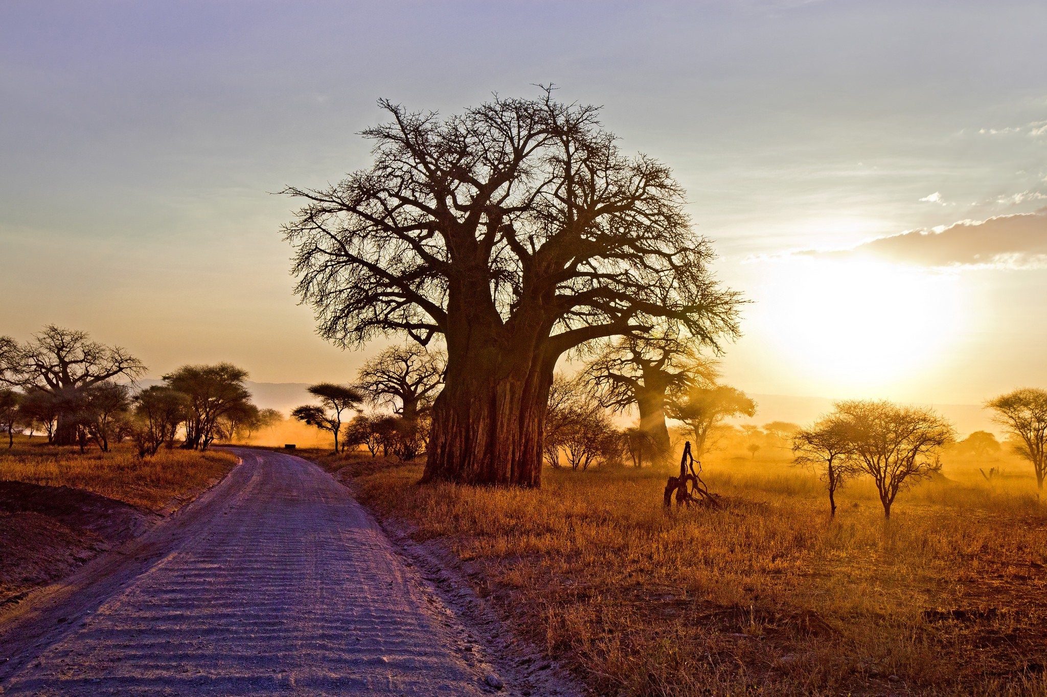 baobab, trees, nature, hd, HD Wallpaper