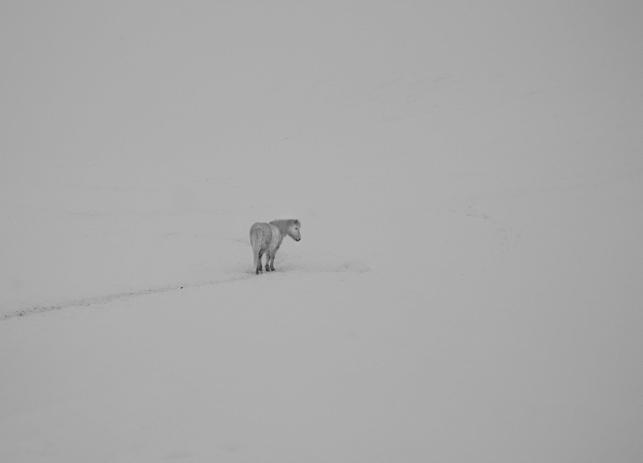 horse, minimalism, artist, HD Wallpaper