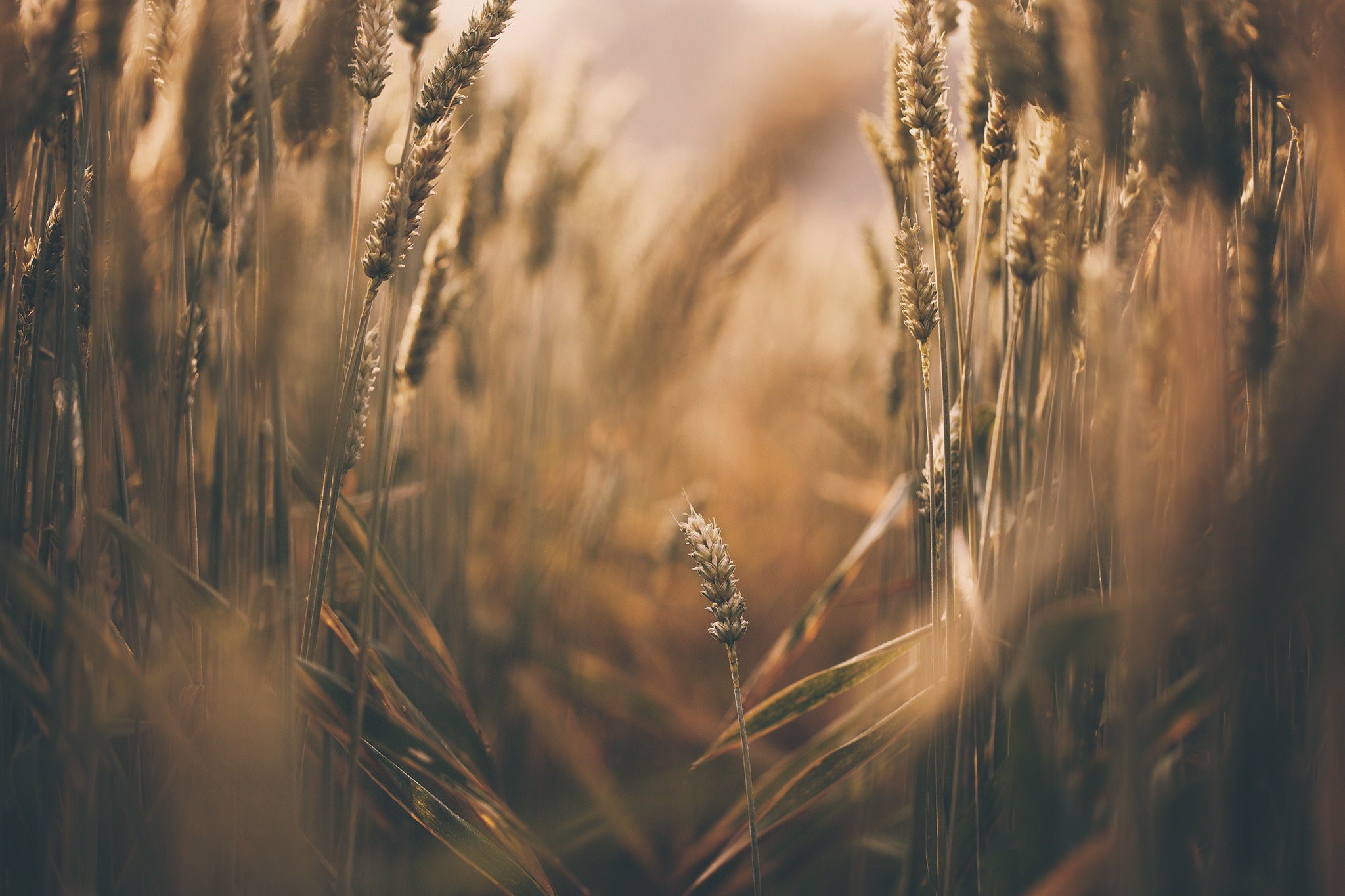 wheat, nature, HD Wallpaper