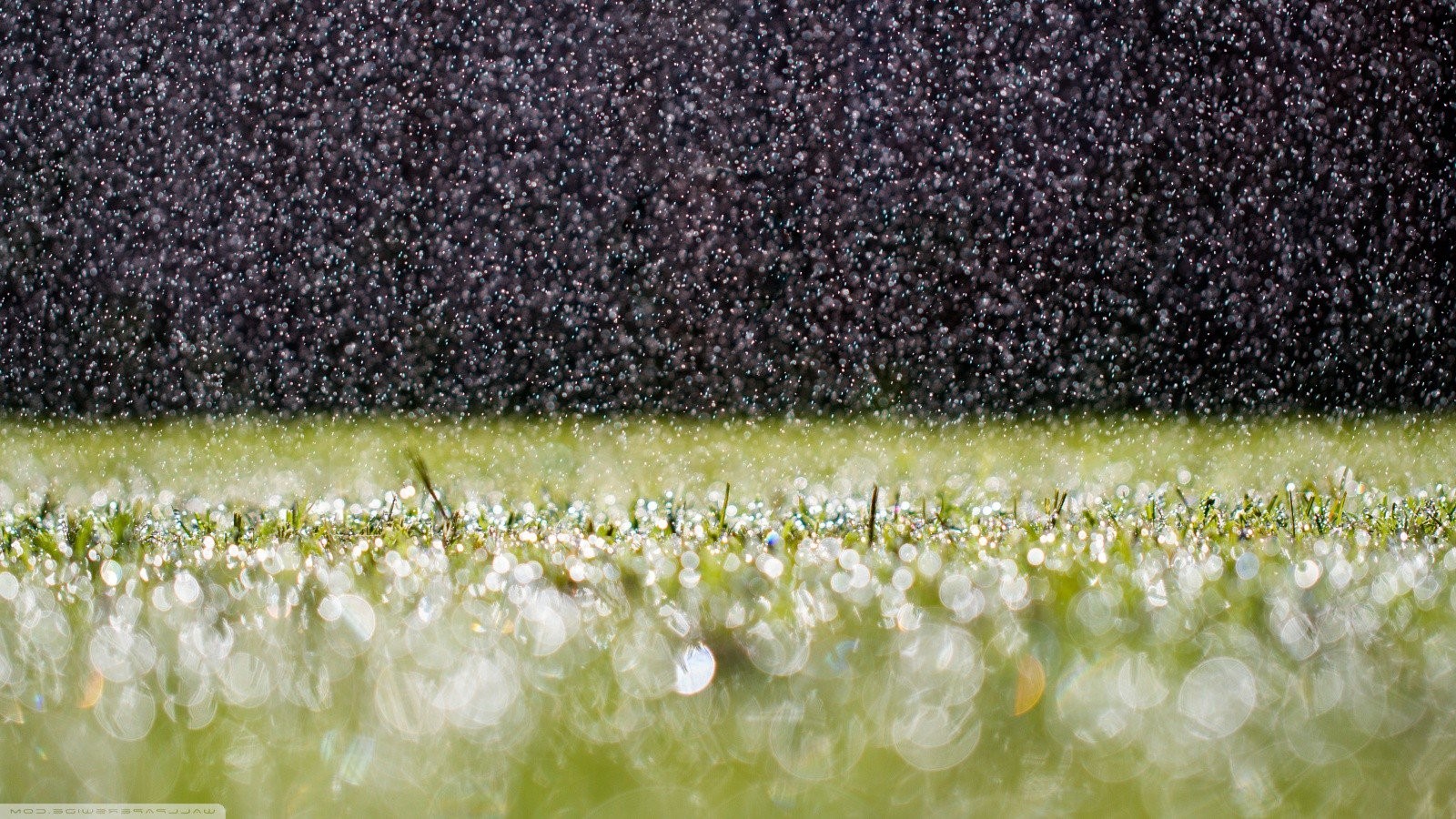 grass, nature, rain, drops, HD Wallpaper