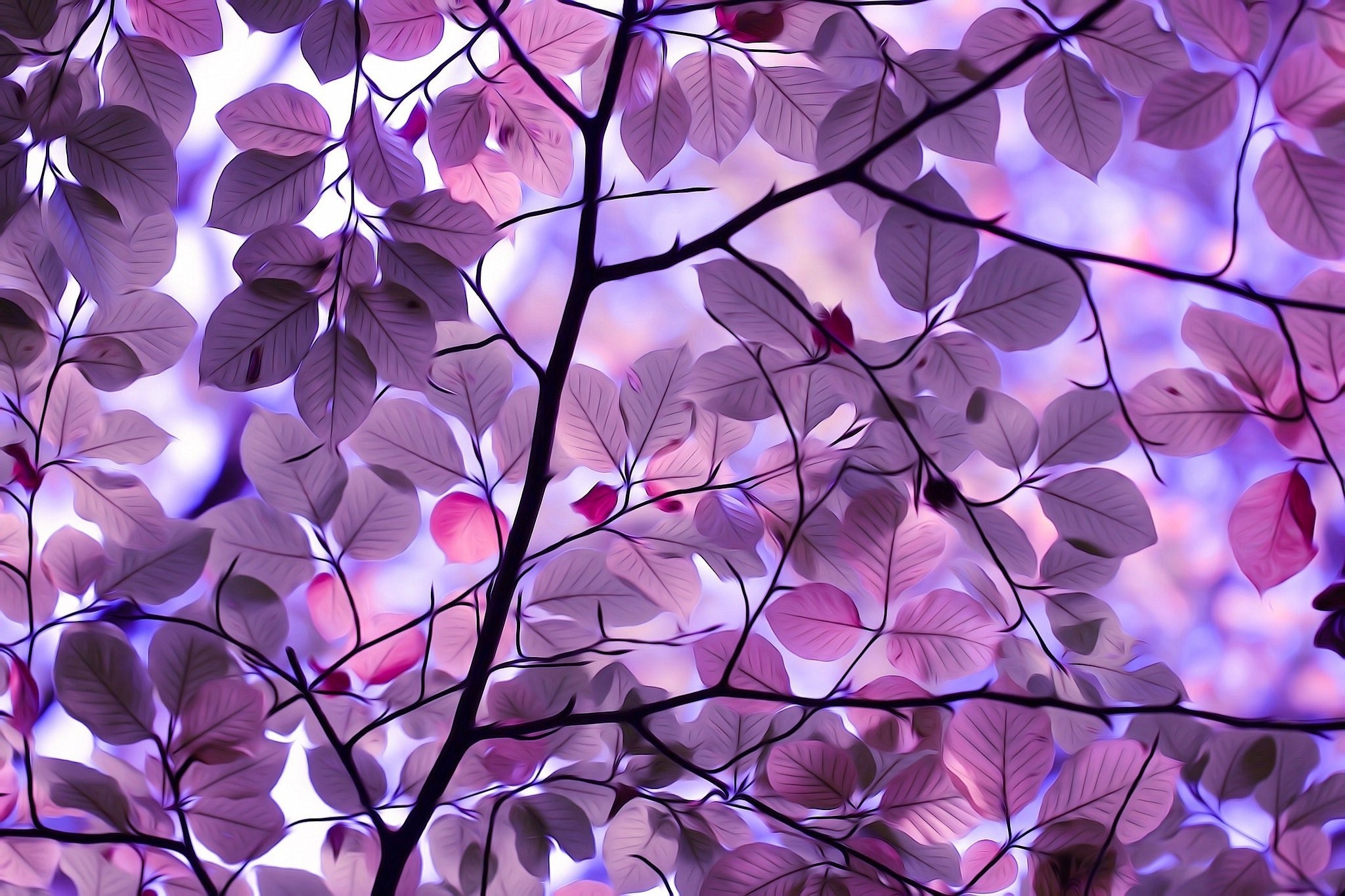 purple, leaves, nature, HD Wallpaper