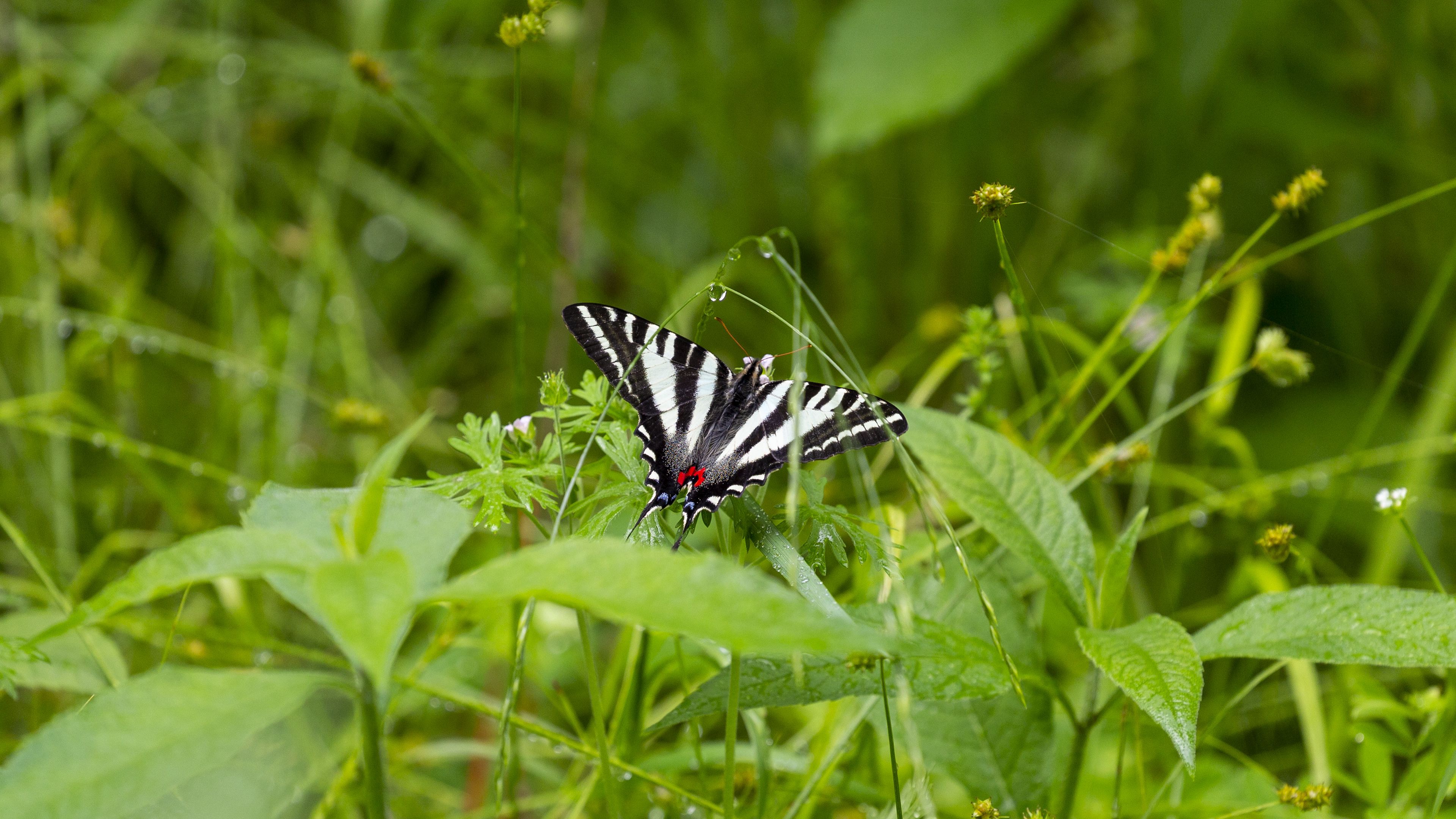 machaon, butterfly, wings, grass, beautiful, 4k, HD Wallpaper