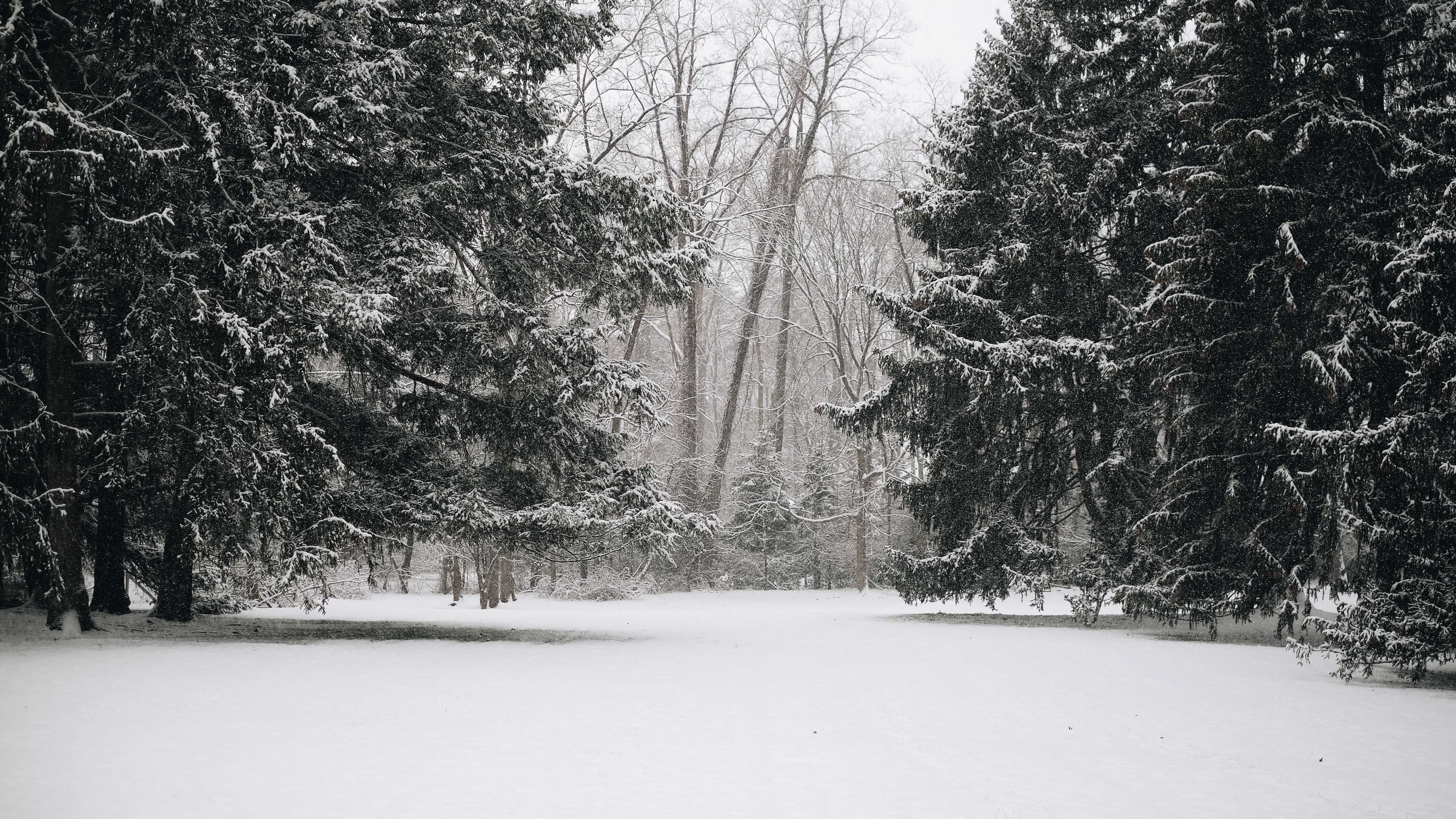 trees, snow, winter, landscape, 4k, HD Wallpaper