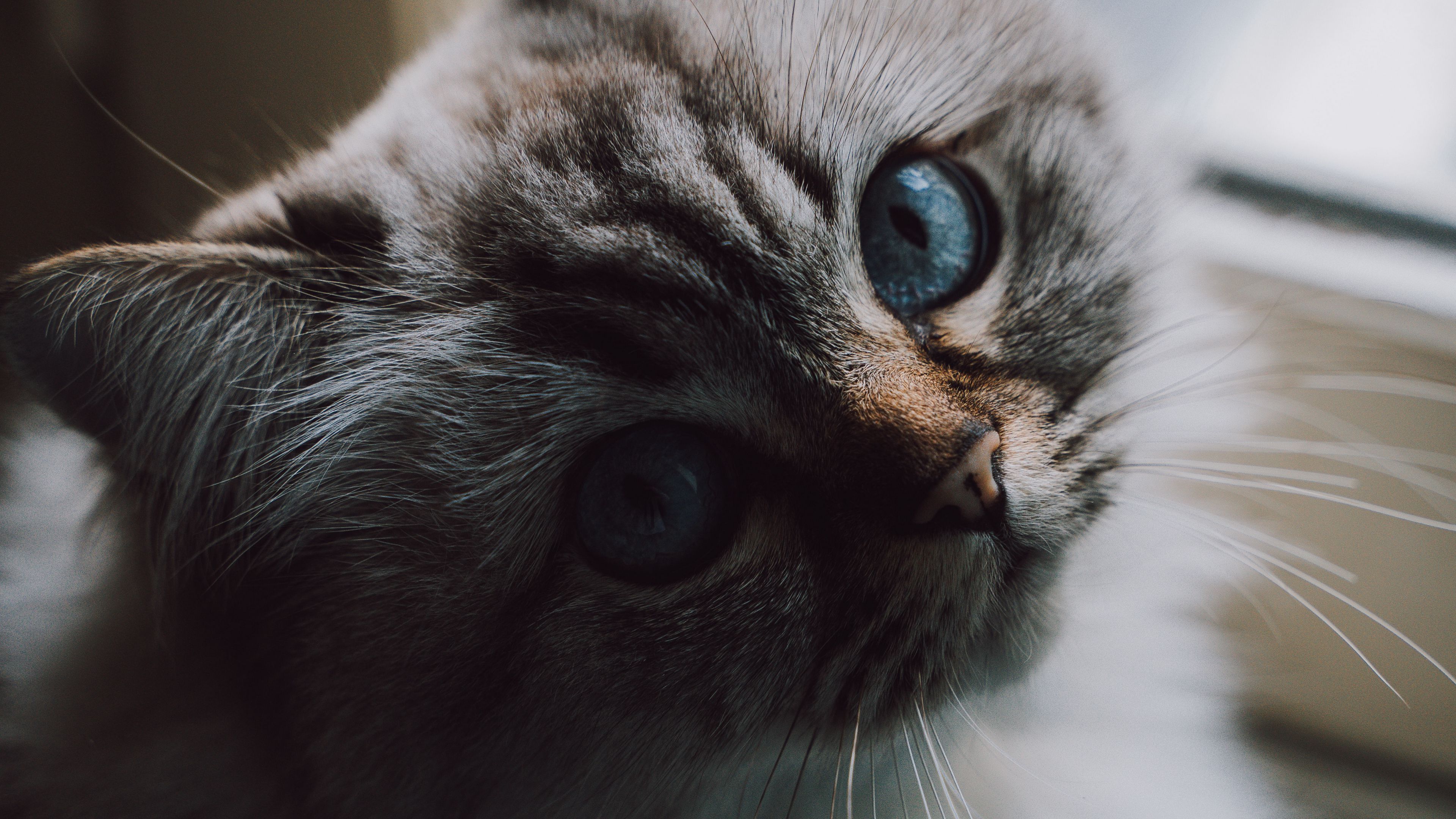 cat, fluffy, pet, glance, 4k, HD Wallpaper