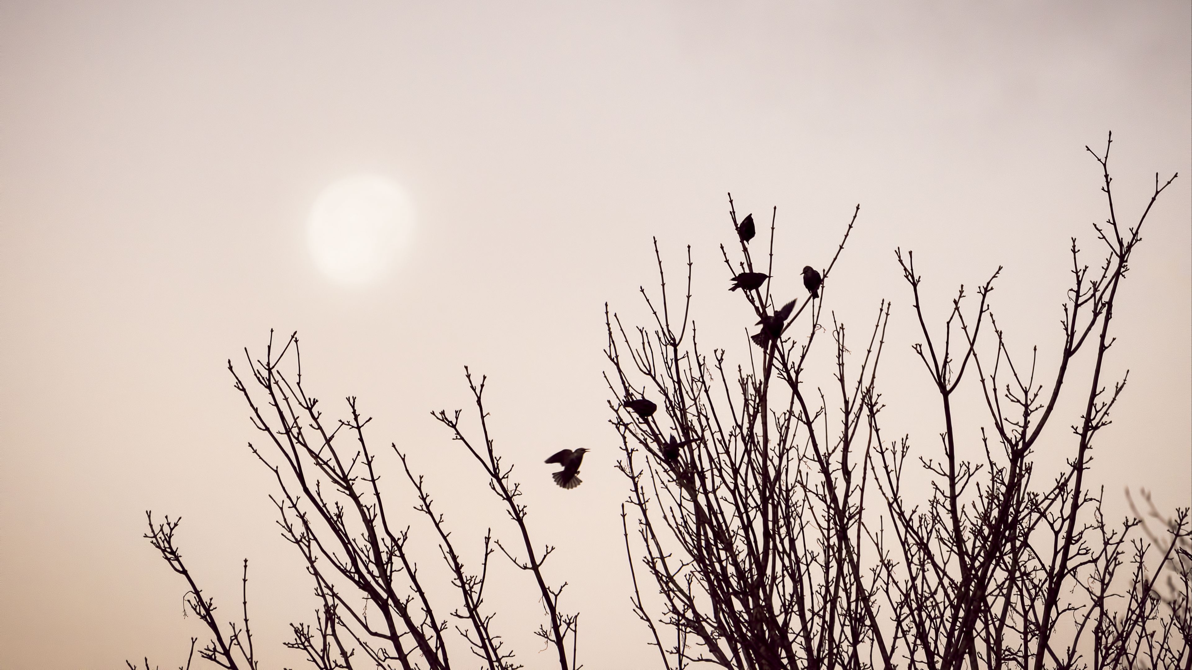 branches, birds, minimalism, 4k, HD Wallpaper