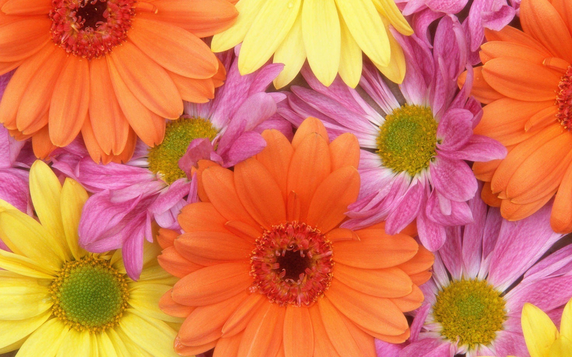 flowers, colorful, HD Wallpaper