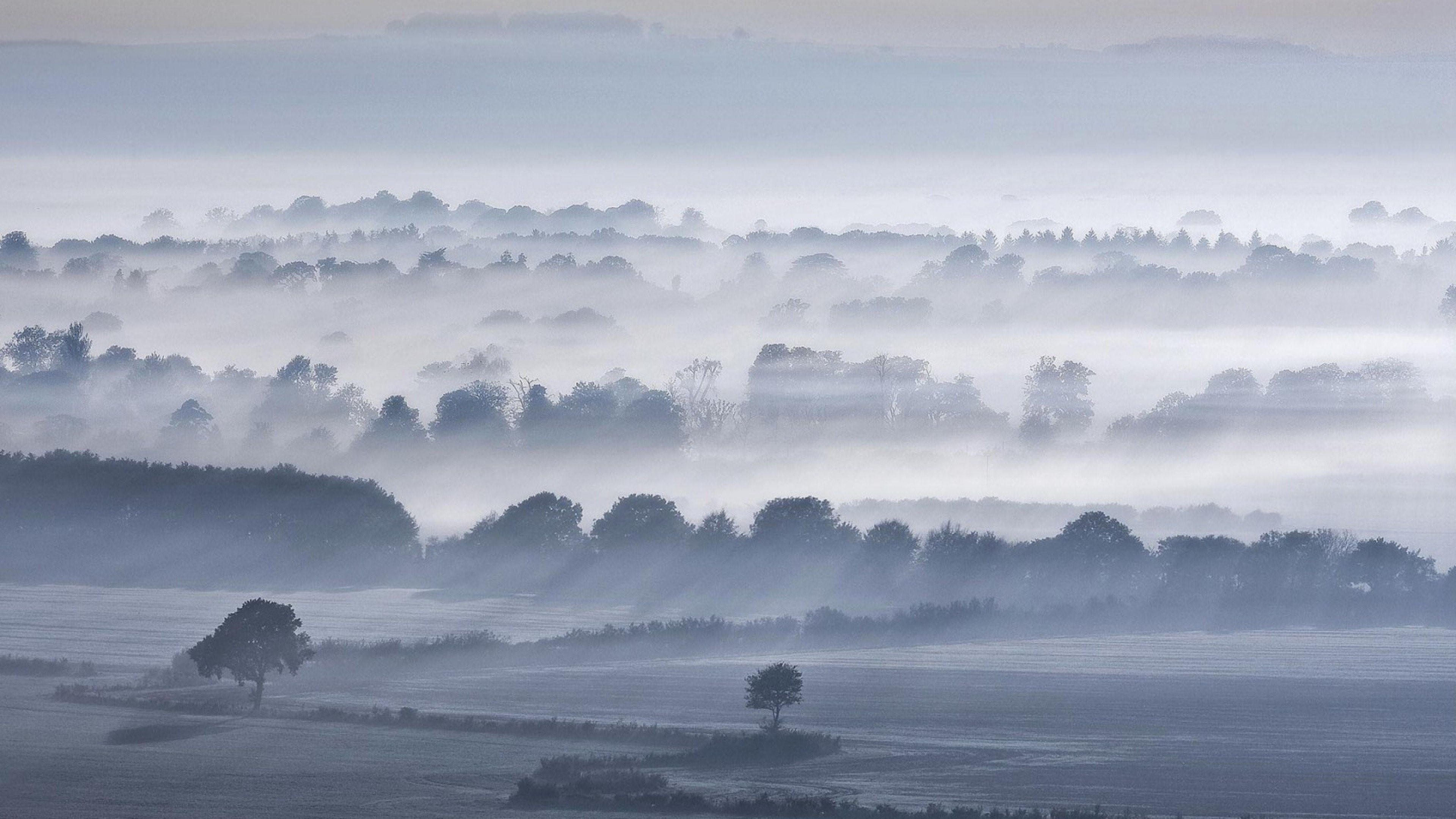 fog, trees, nature, sky, HD Wallpaper