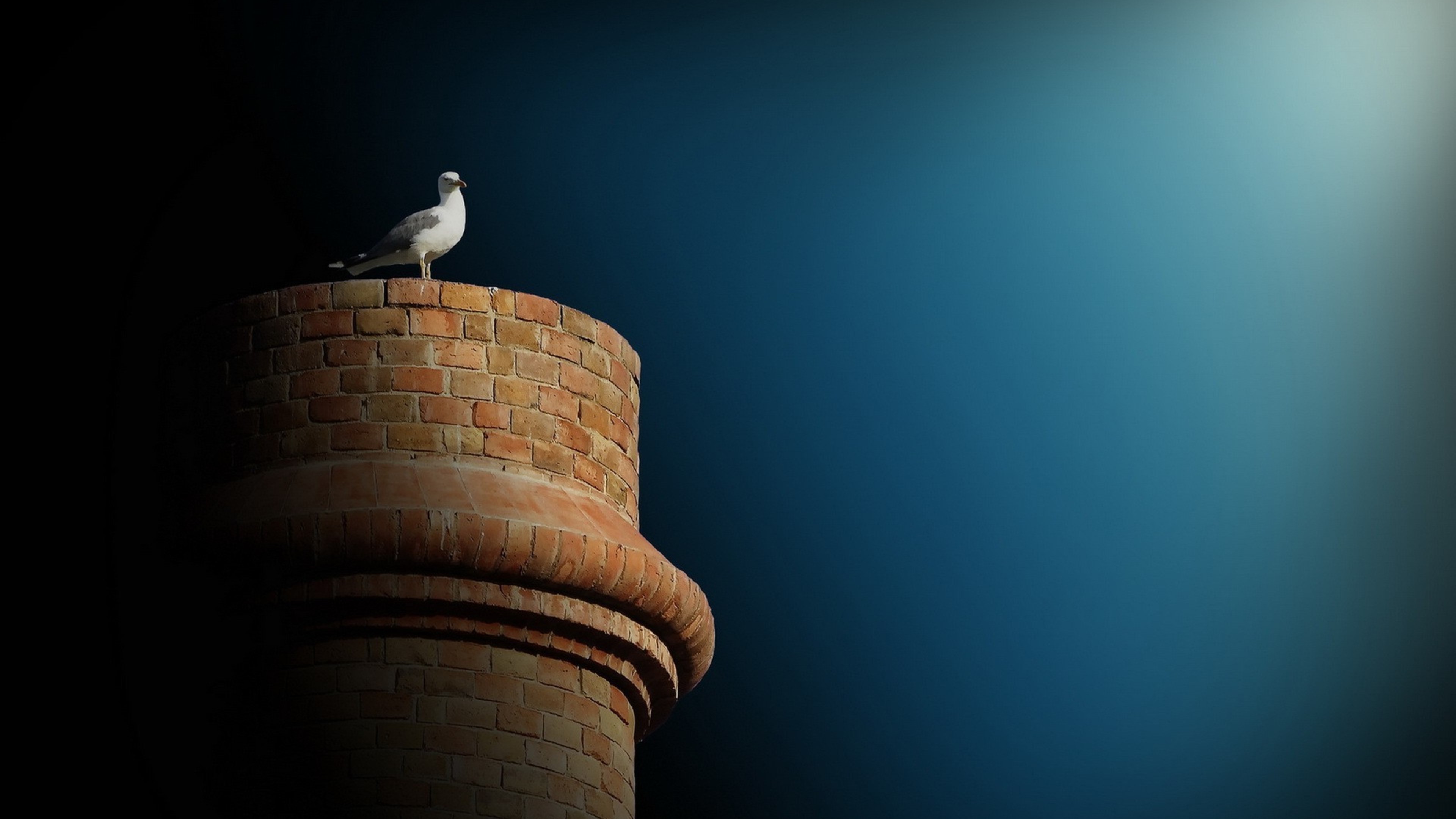 seagulls, birds, HD Wallpaper