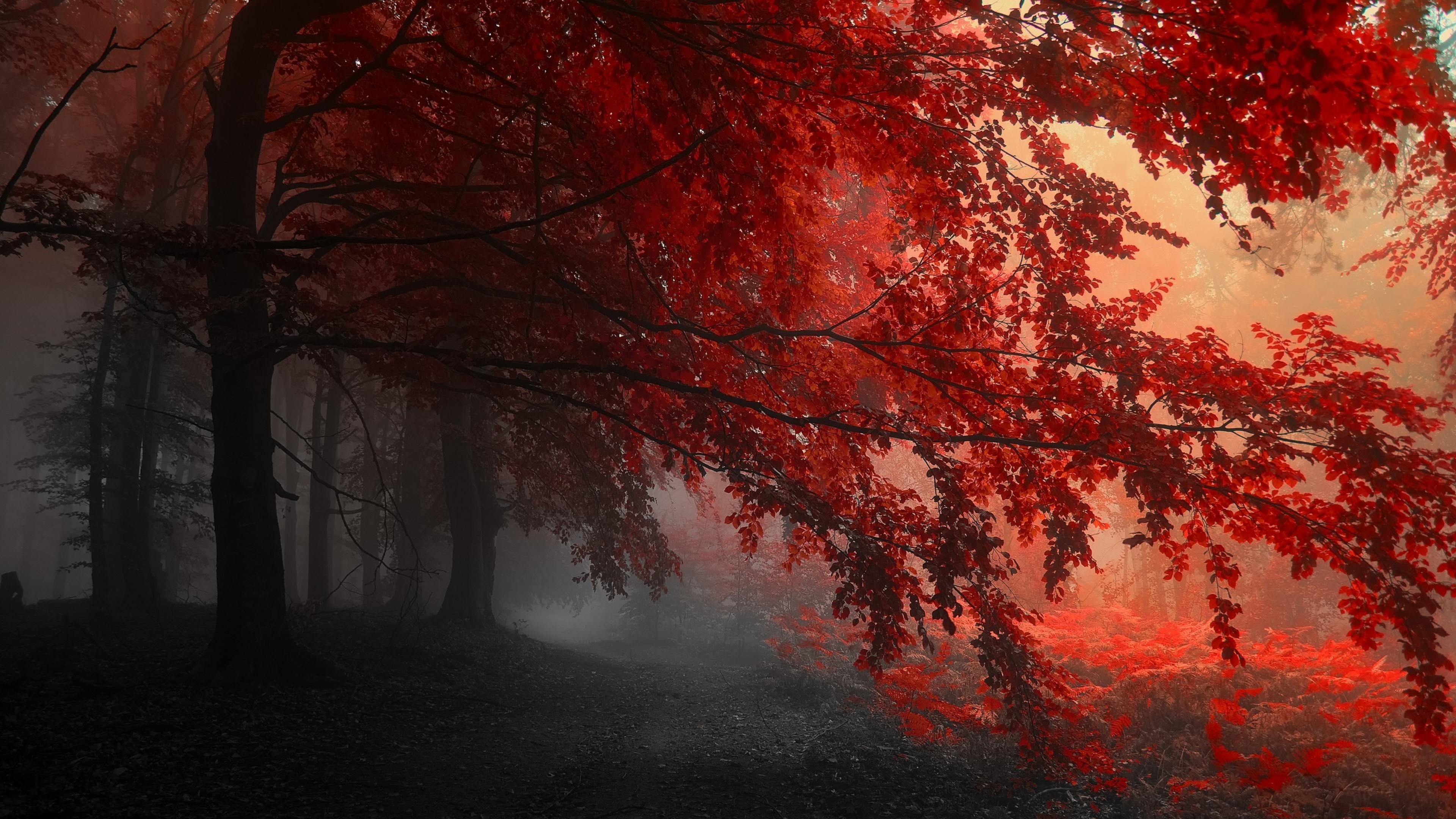 trees, red, forest, path, HD Wallpaper