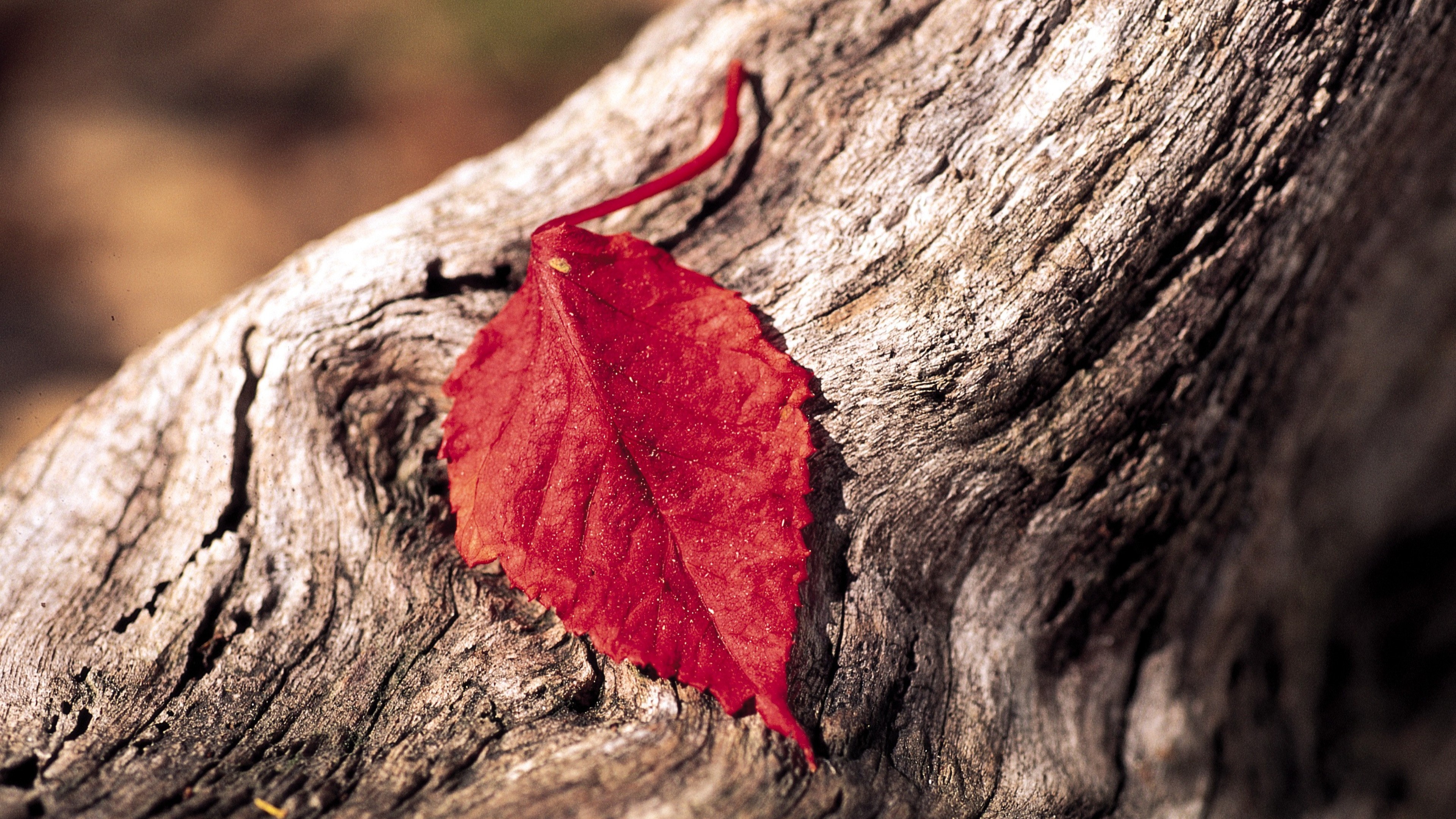red, leaf, flowers, macro, photography, HD Wallpaper