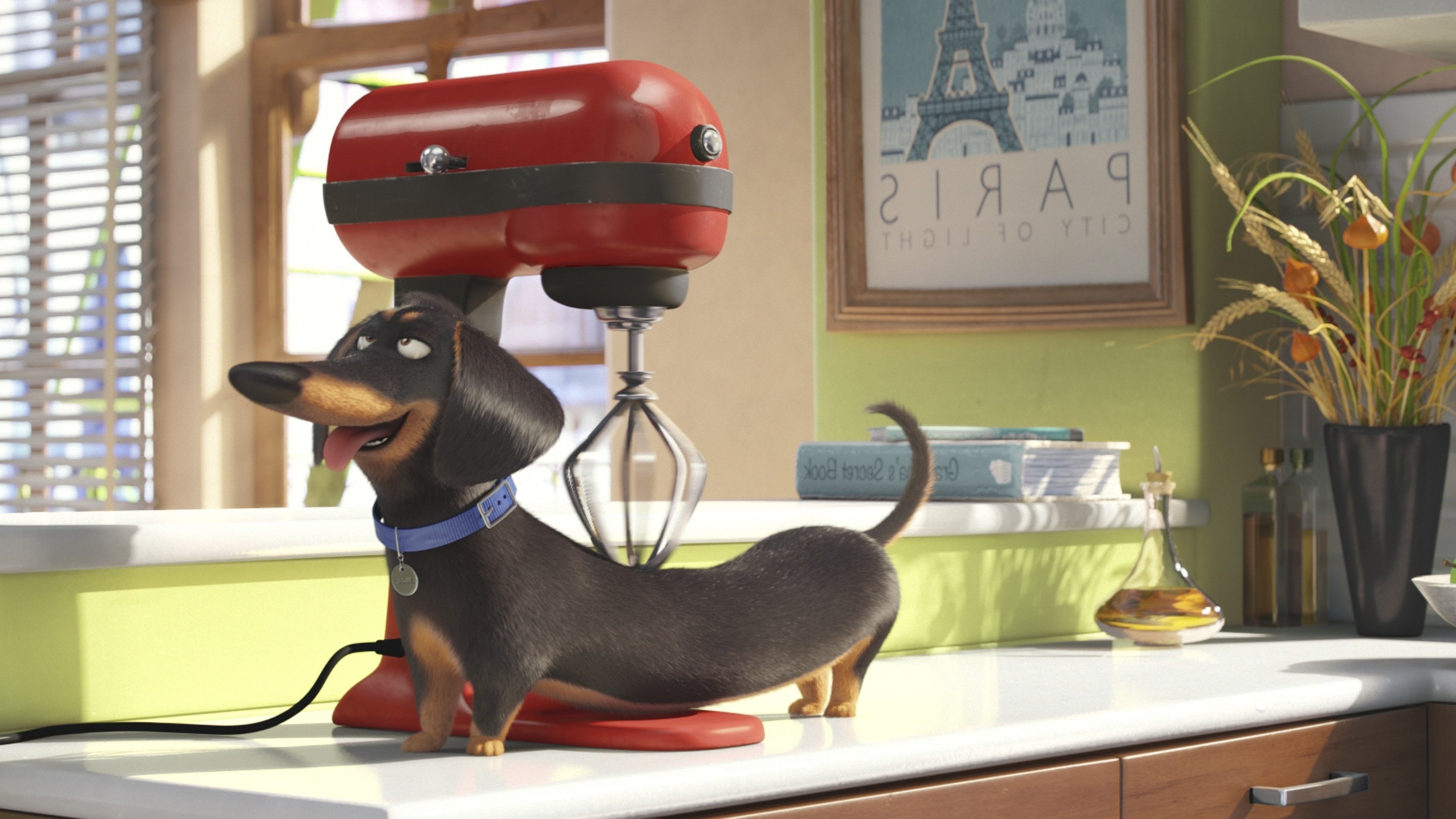 the secret life of pets, movies, animated movies, cartoons, HD Wallpaper