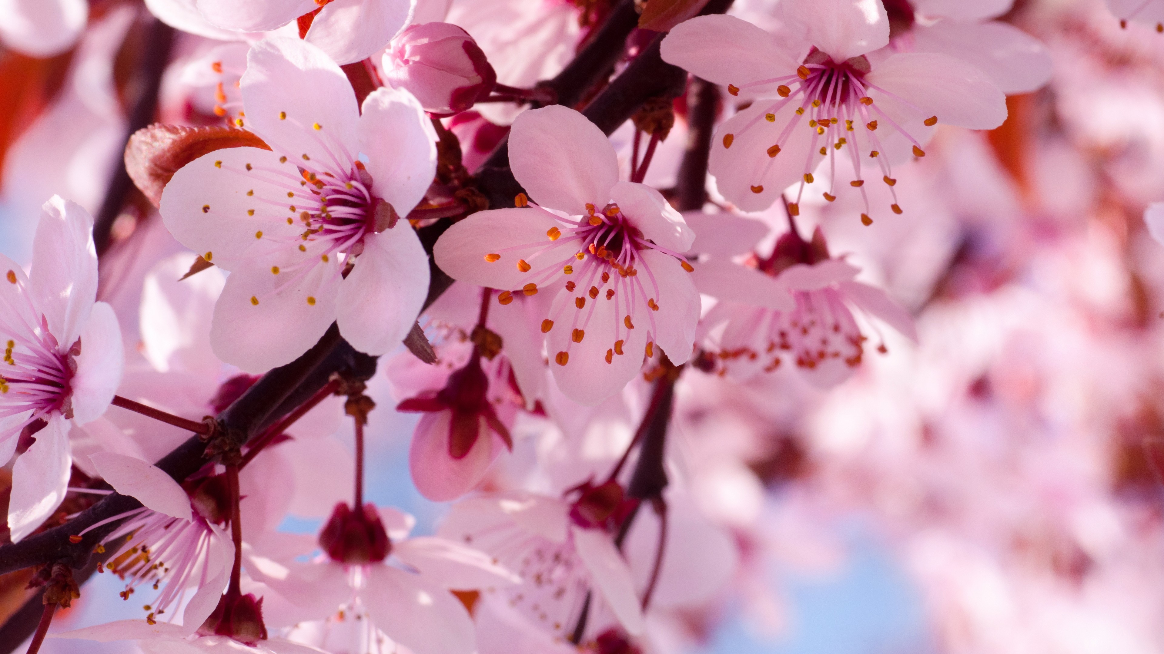 flowers, pink, HD Wallpaper