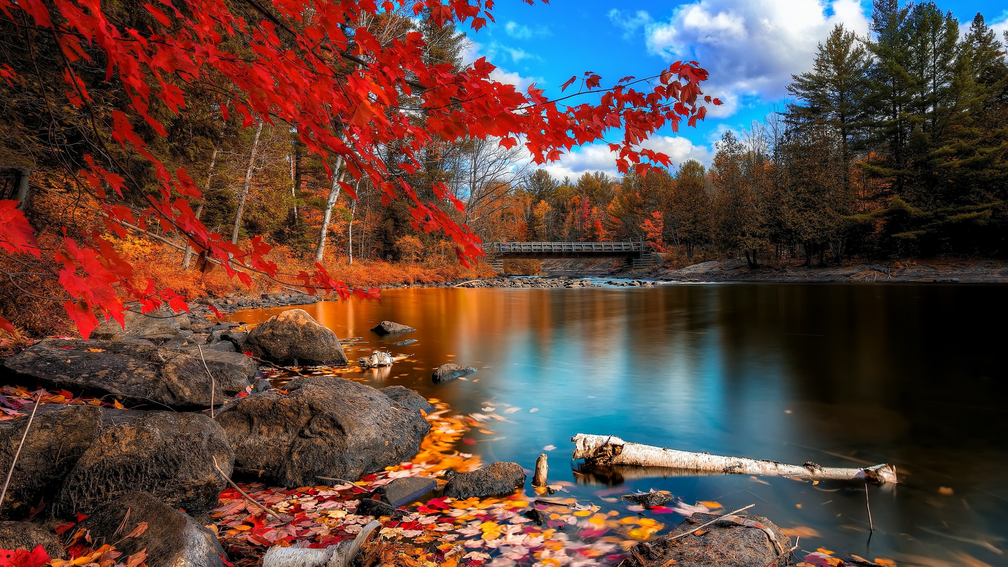nature, autumn, trees, leaves, HD Wallpaper