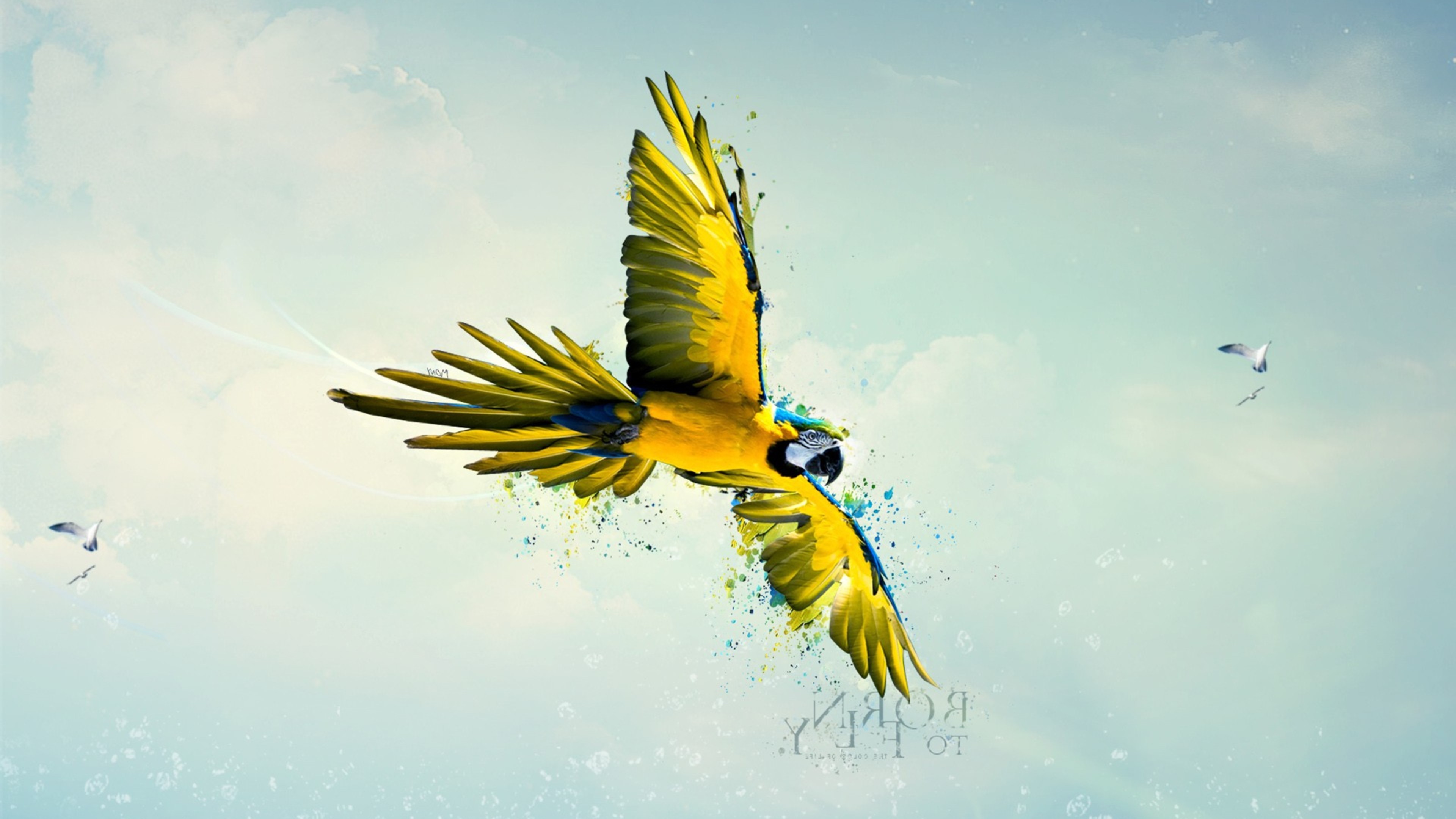parrot, artist, digital art, flying, HD Wallpaper