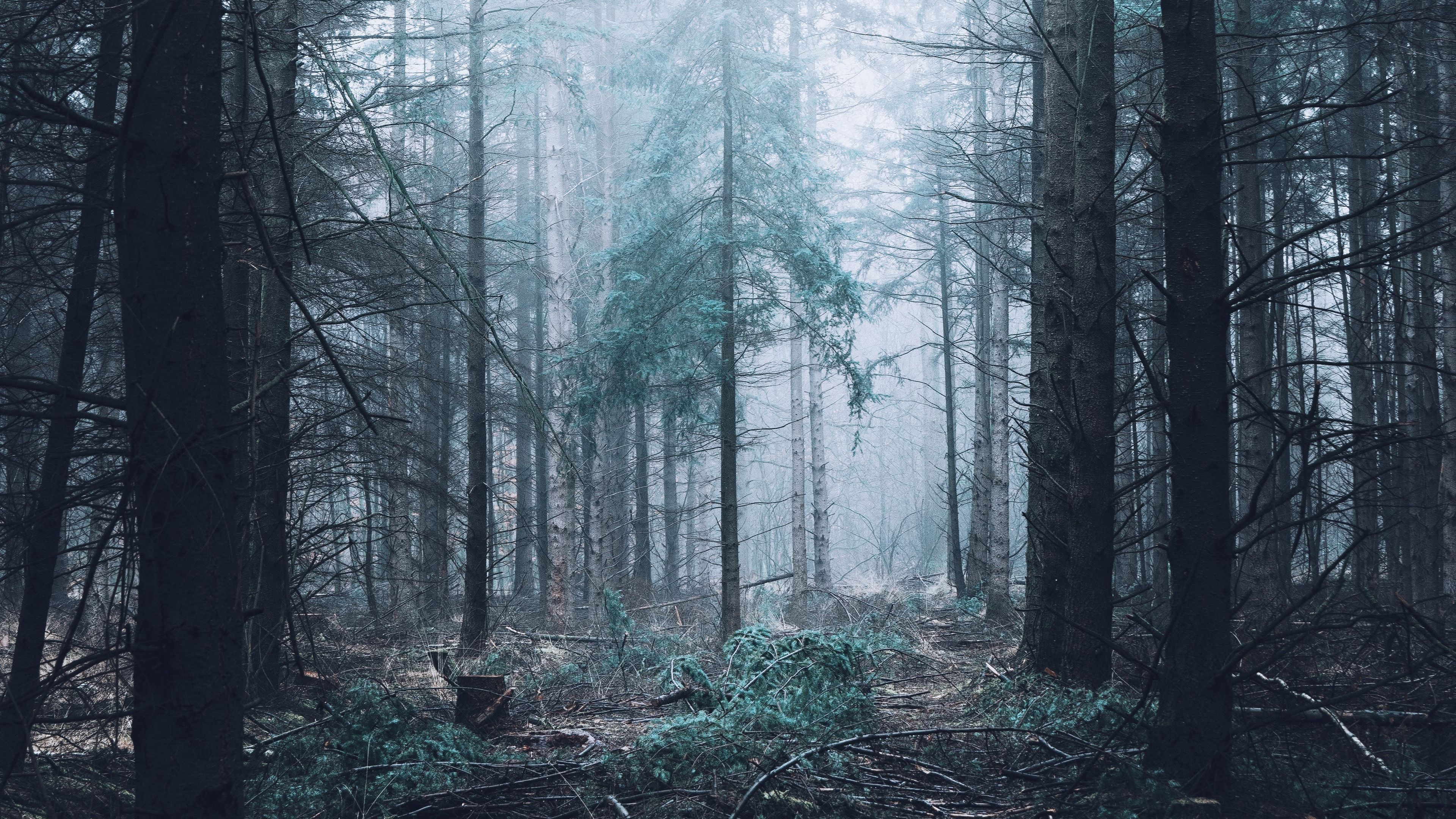 forest, fog, trees, pines, 4k, HD Wallpaper