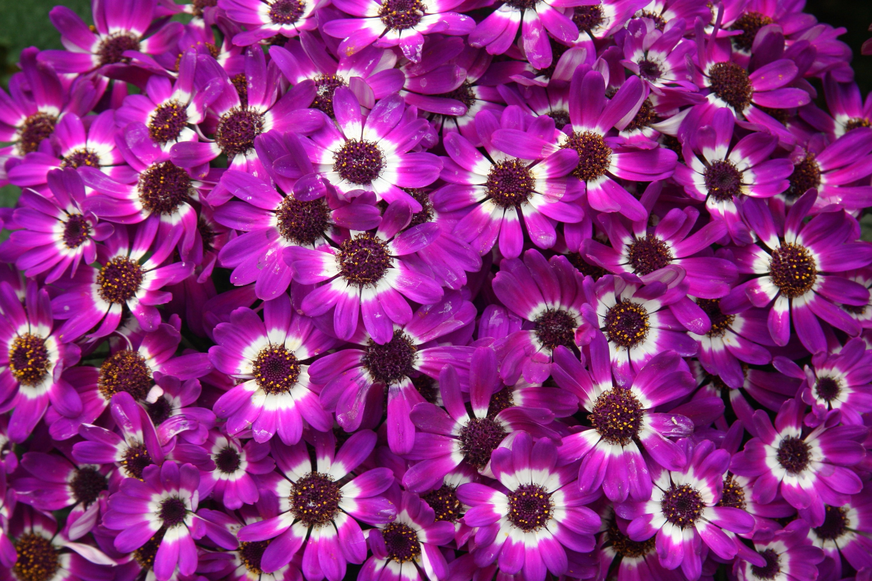 purple, flowers, HD Wallpaper
