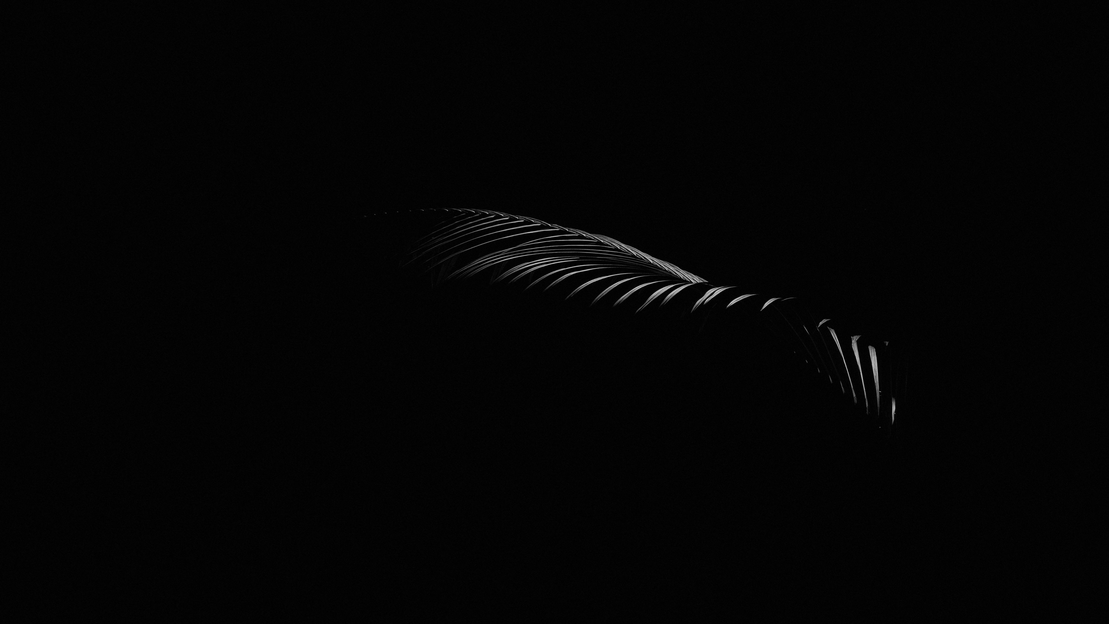 leaf, branch, dark, black, minimalism, 4k, HD Wallpaper