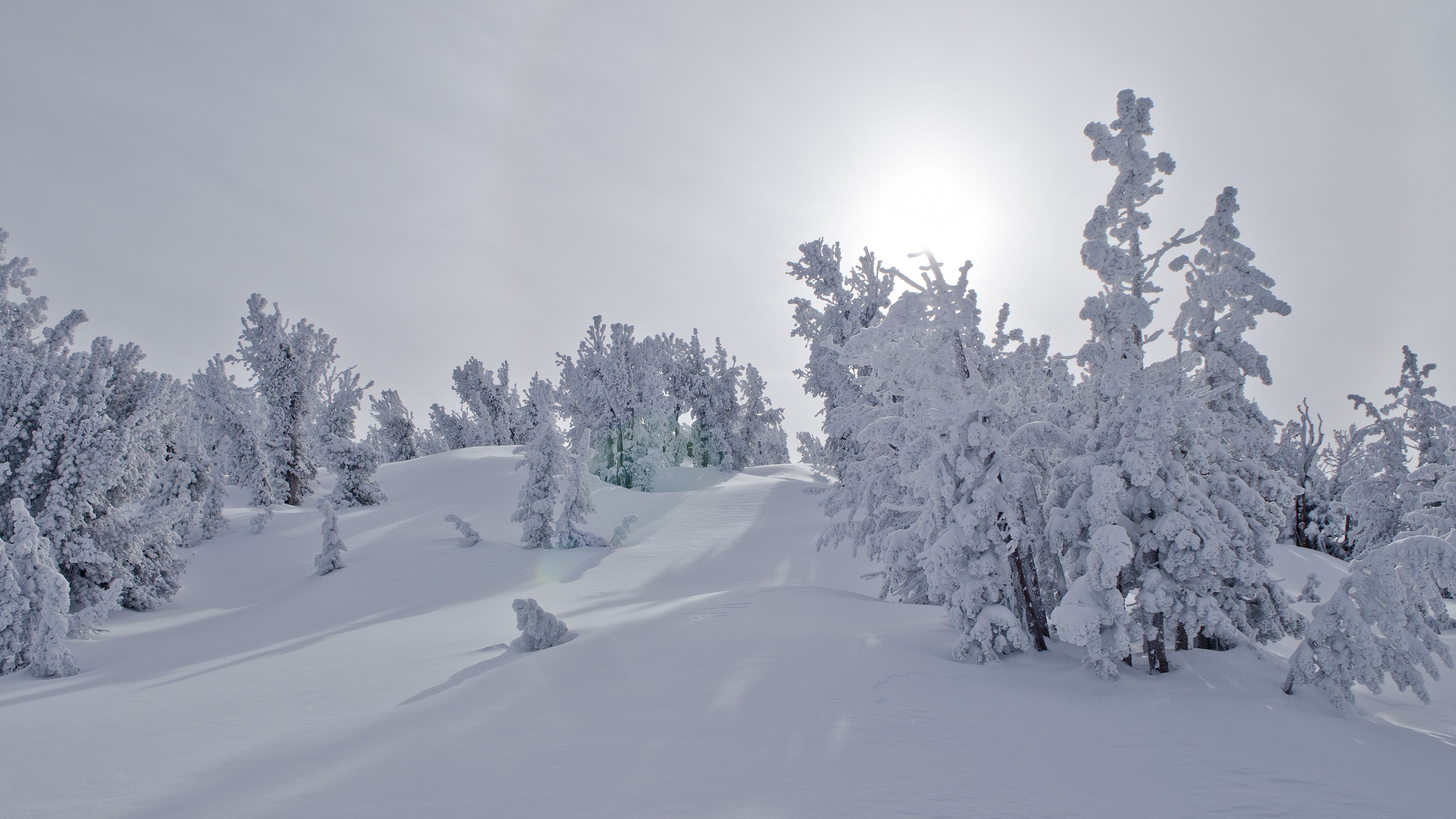 trees, snow, sunlight, winter, landscape, 4k, HD Wallpaper