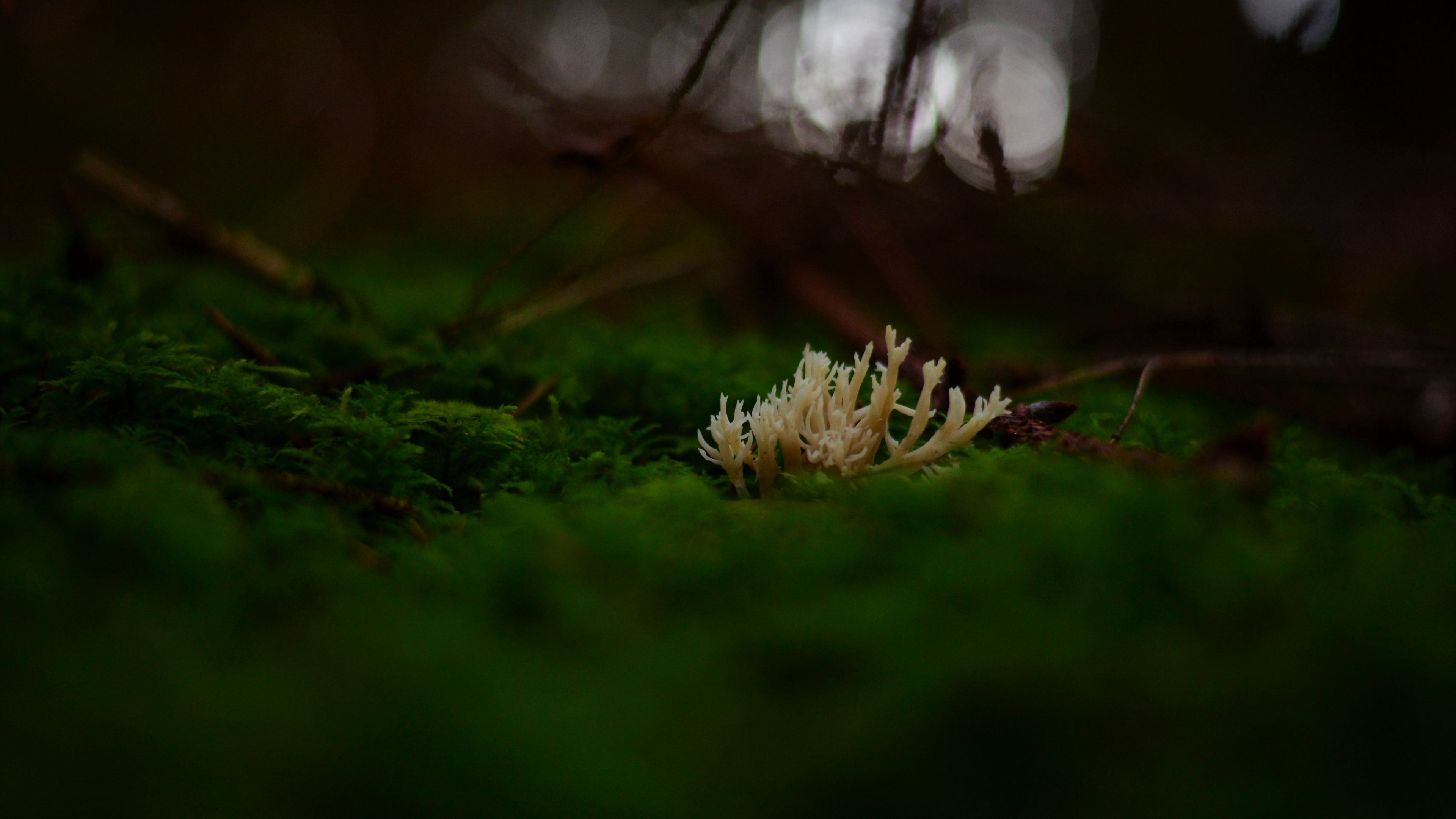 mushrooms, moss, macro, closeup, 4k, HD Wallpaper