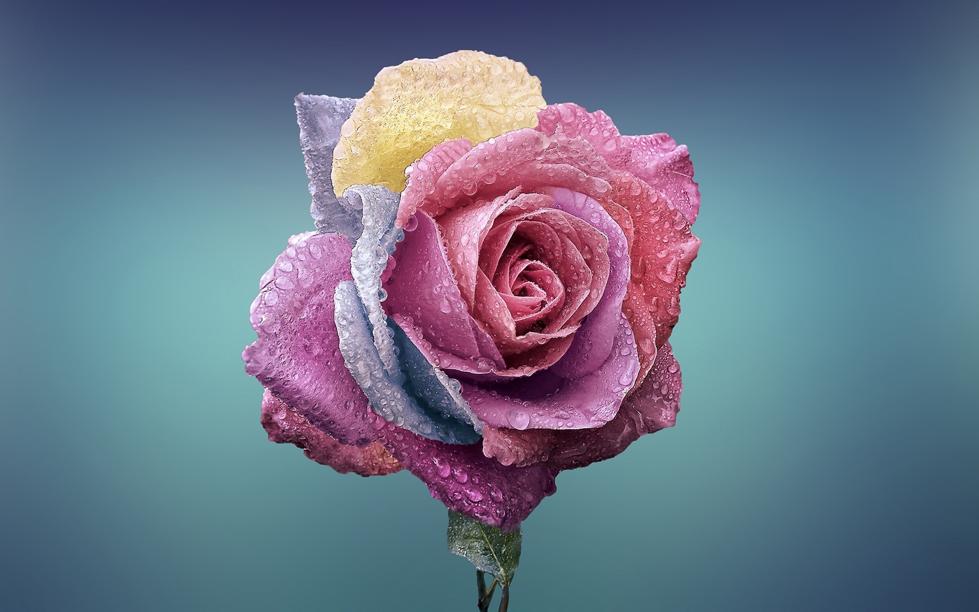 flowers, rose, HD Wallpaper