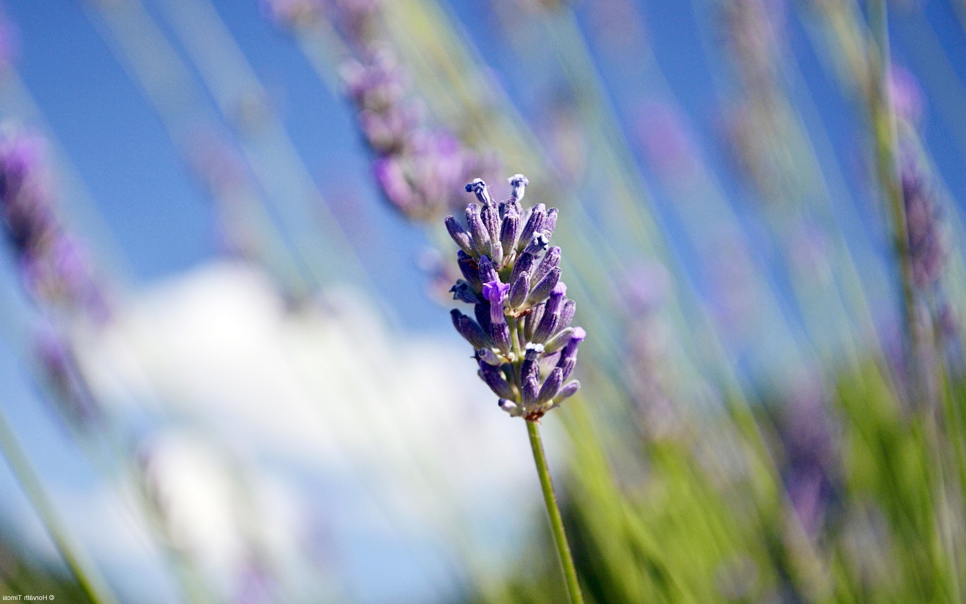 flowers, petals, lavender, HD Wallpaper