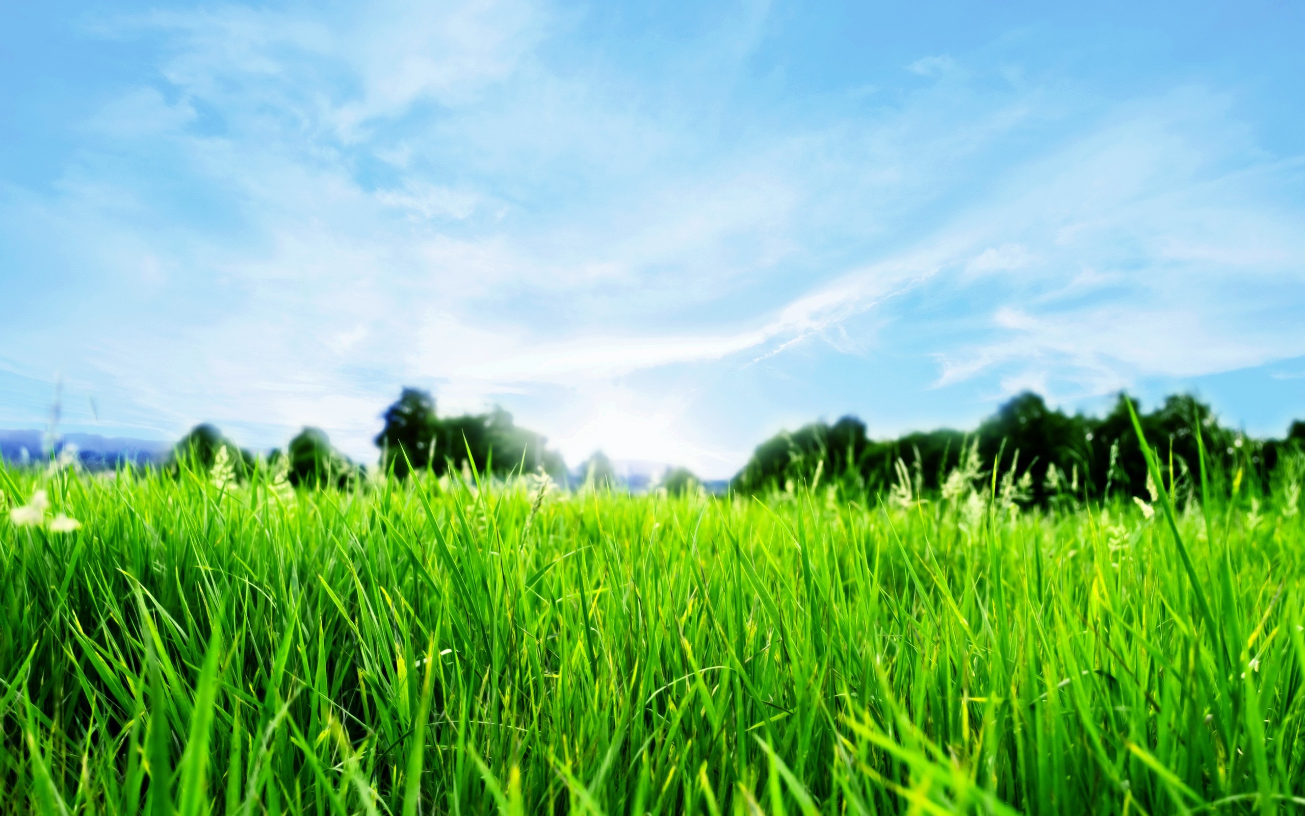 green, horizon, nature, HD Wallpaper