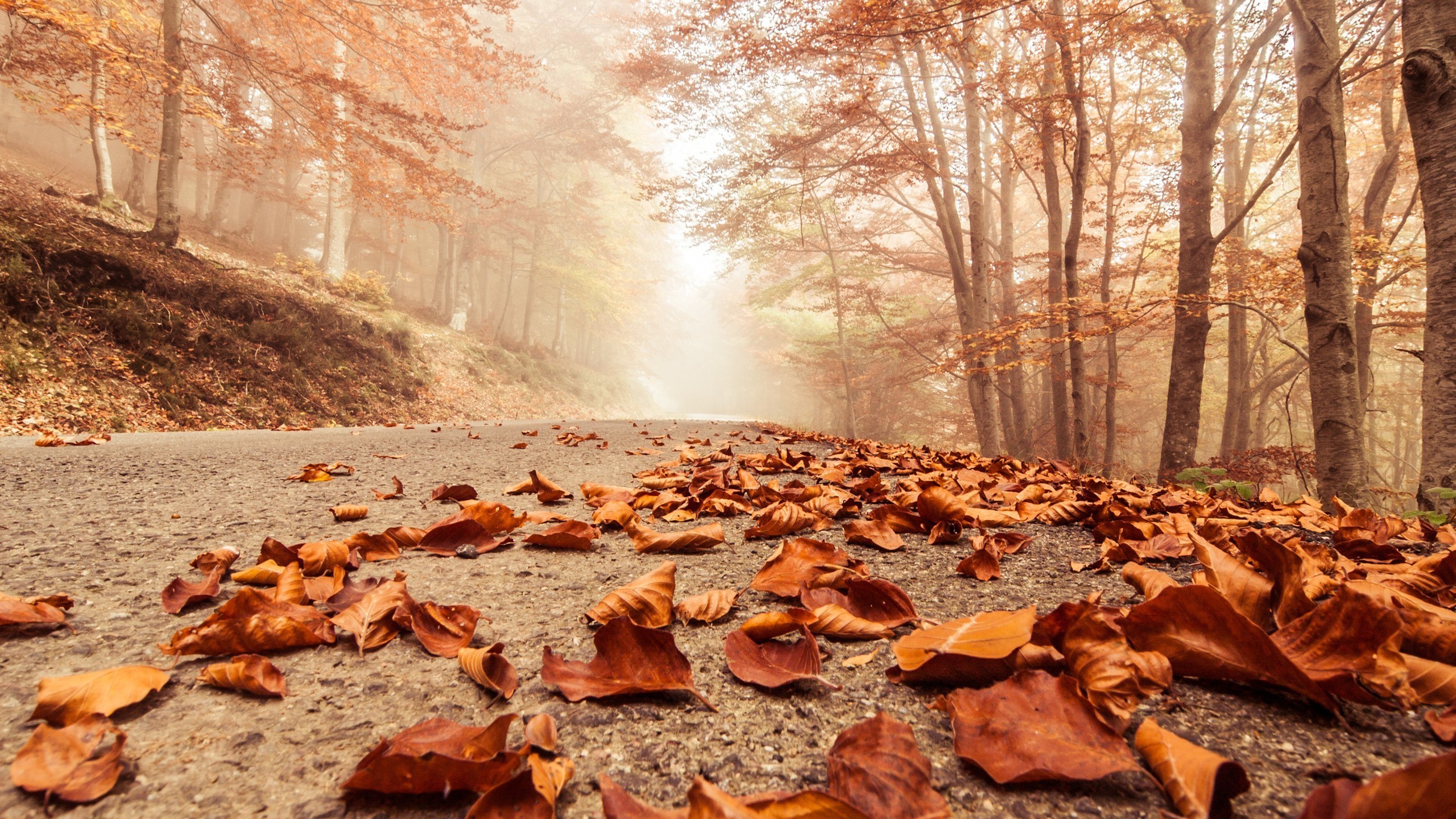 leaves, nature, road, HD Wallpaper