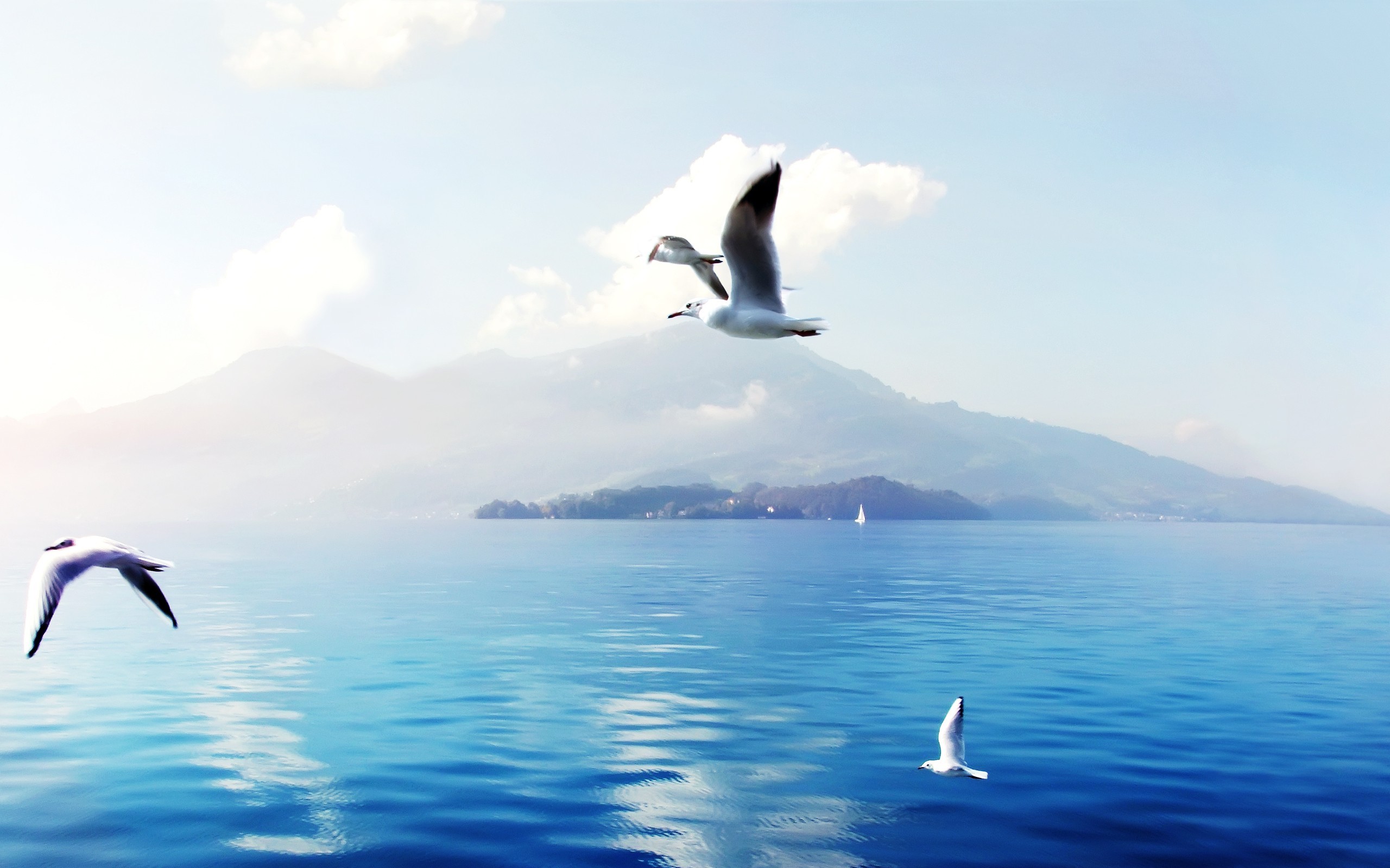 switzerland, birds, seagulls, HD Wallpaper